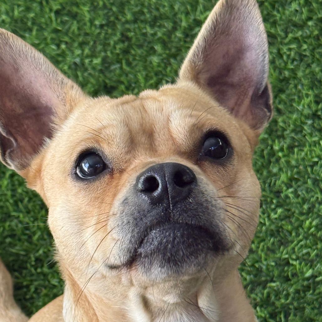 Enlarge Chaz, a Adoptable Mixed Breed in Sonoma, CA image 1/3