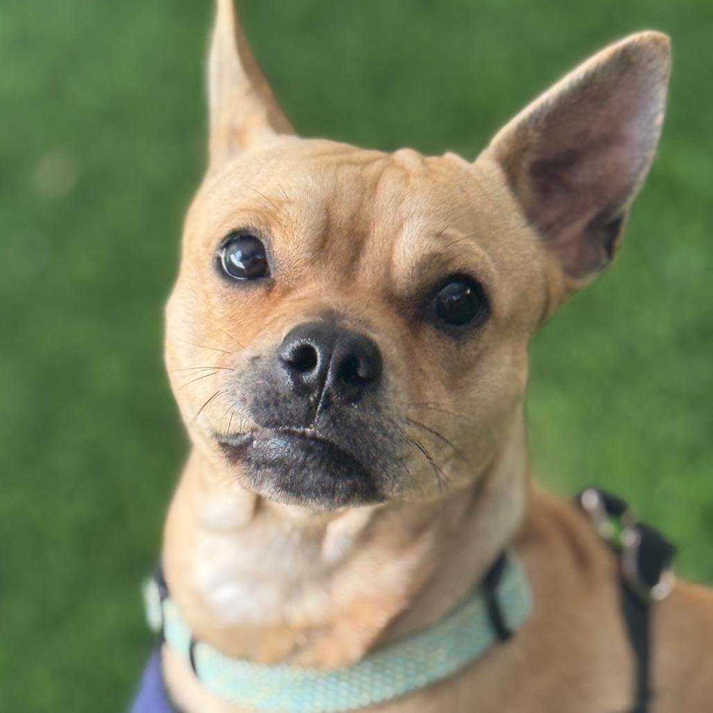 Enlarge Chaz, a Adoptable Mixed Breed in Sonoma, CA image 2/3