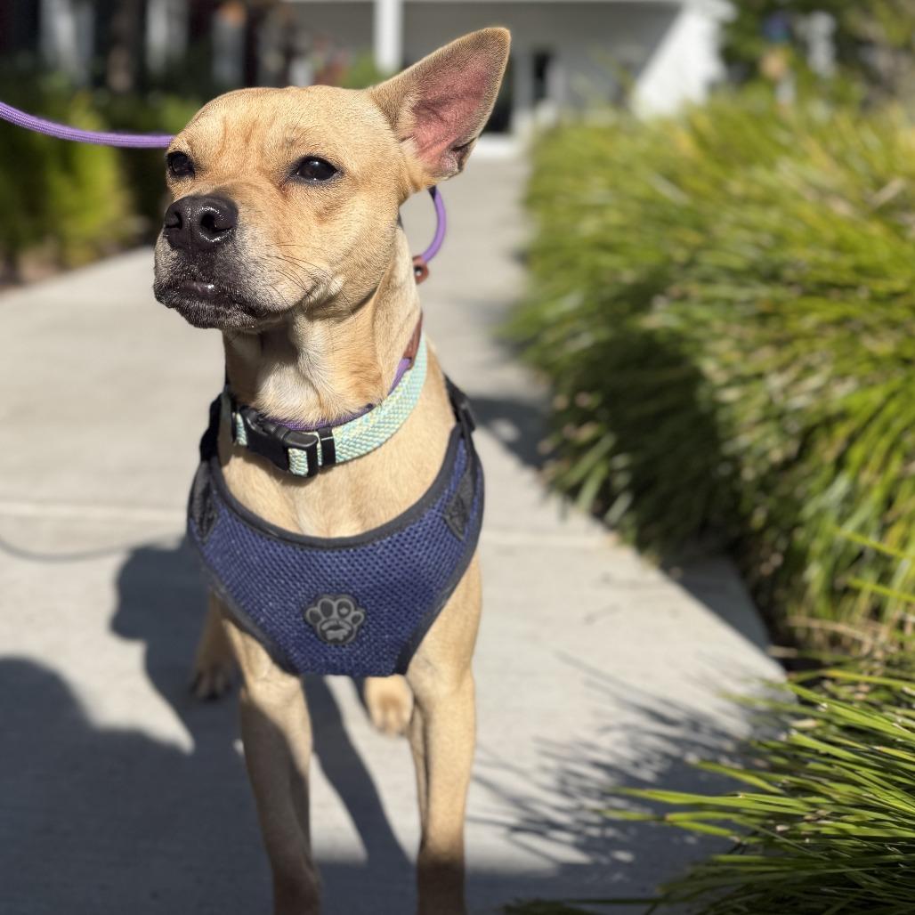 Enlarge Chaz, a Adoptable Mixed Breed in Sonoma, CA image 3/3