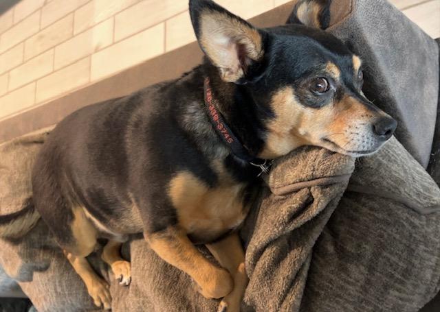 Enlarge Rocky, a Adoptable Miniature Pinscher in Carlsbad, CA image 2/6