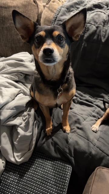 Rocky, Adoptable, Adult Male Miniature Pinscher.