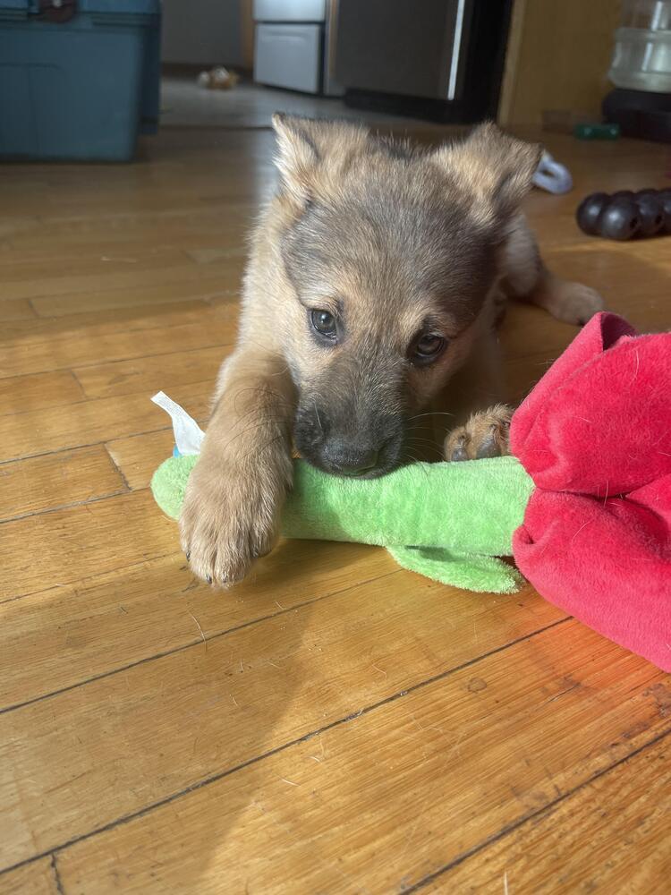 Kermit, Adoptable, Puppy Male Pumi.