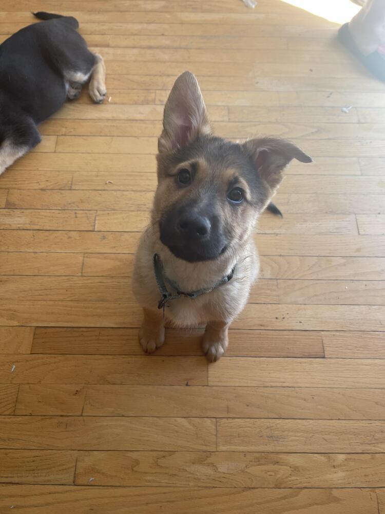 Enlarge Kermit, a Adoptable mixed breed in Plymouth, MN image 2/6