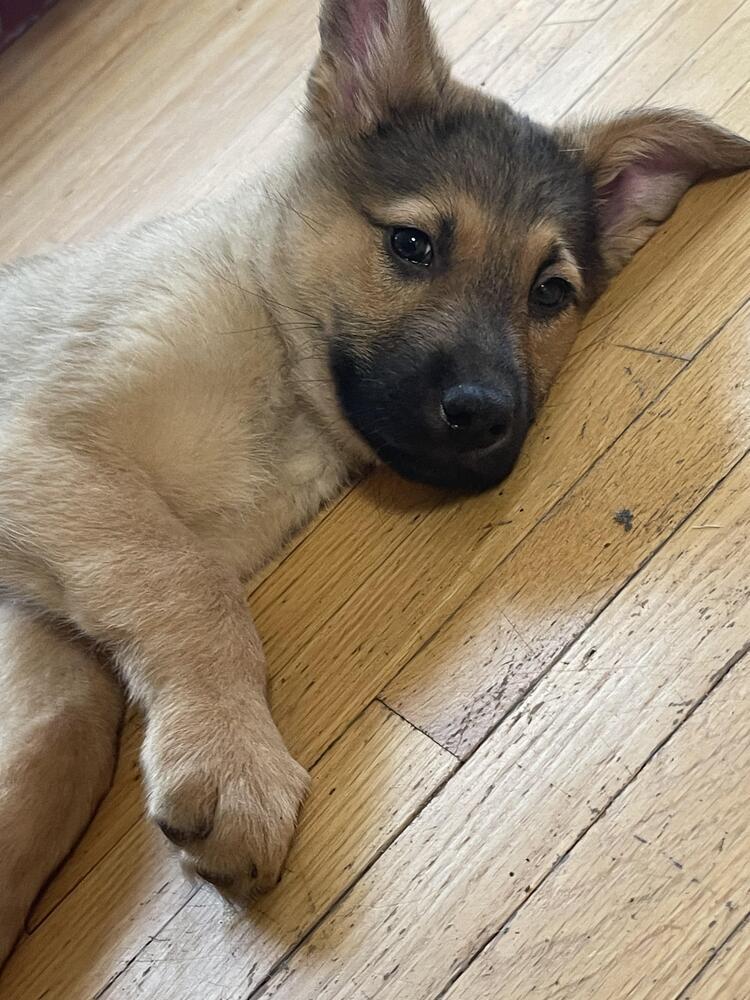 Enlarge Kermit, a Adoptable mixed breed in Plymouth, MN image 3/6