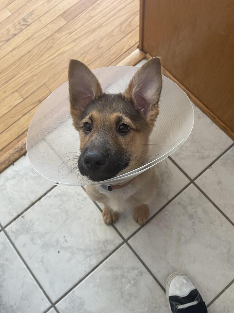 Enlarge Kermit, a Adoptable mixed breed in Plymouth, MN image 4/6