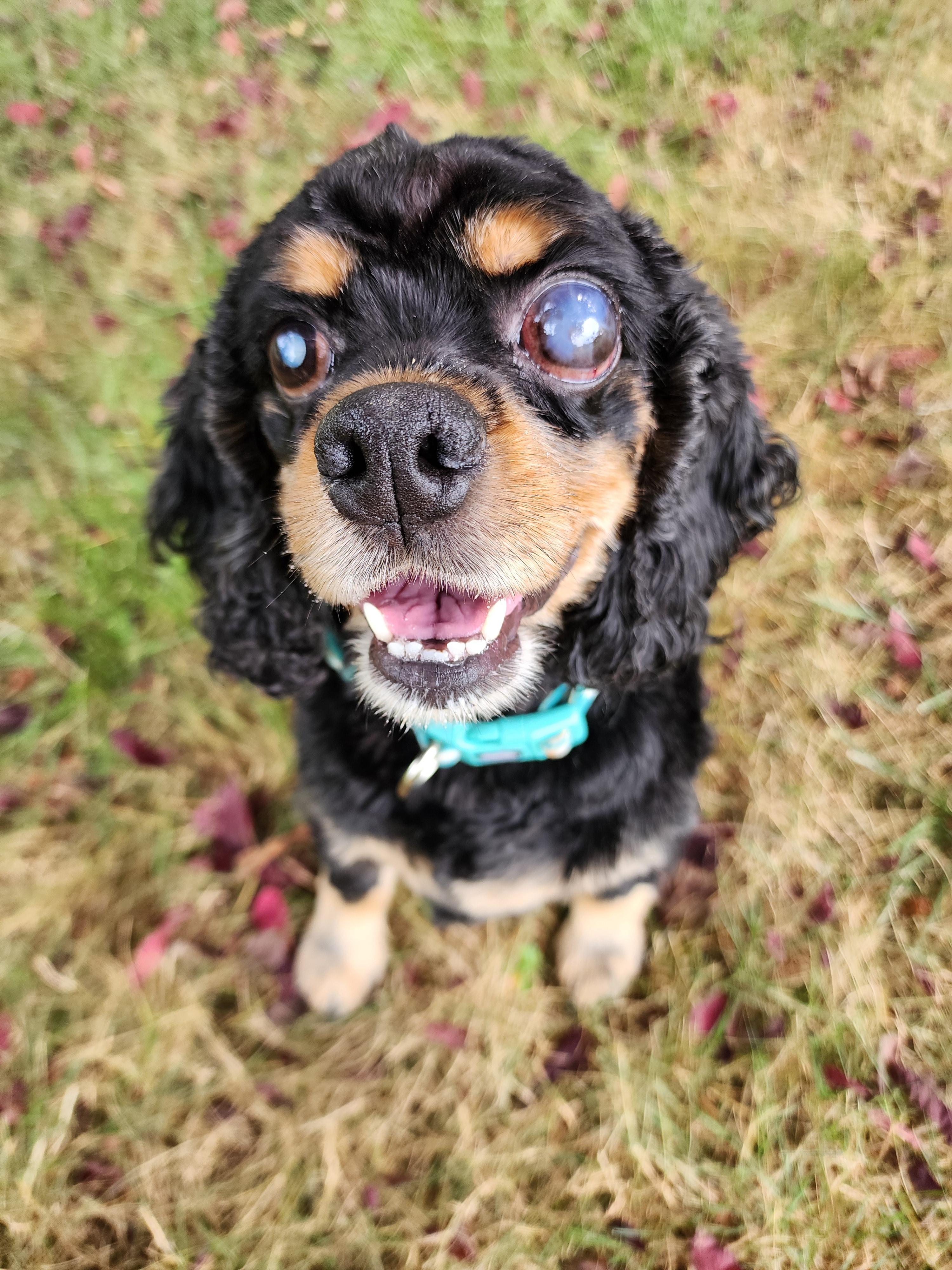 Ellie, a Adoptable mixed breed in Portland, OR image 1/6