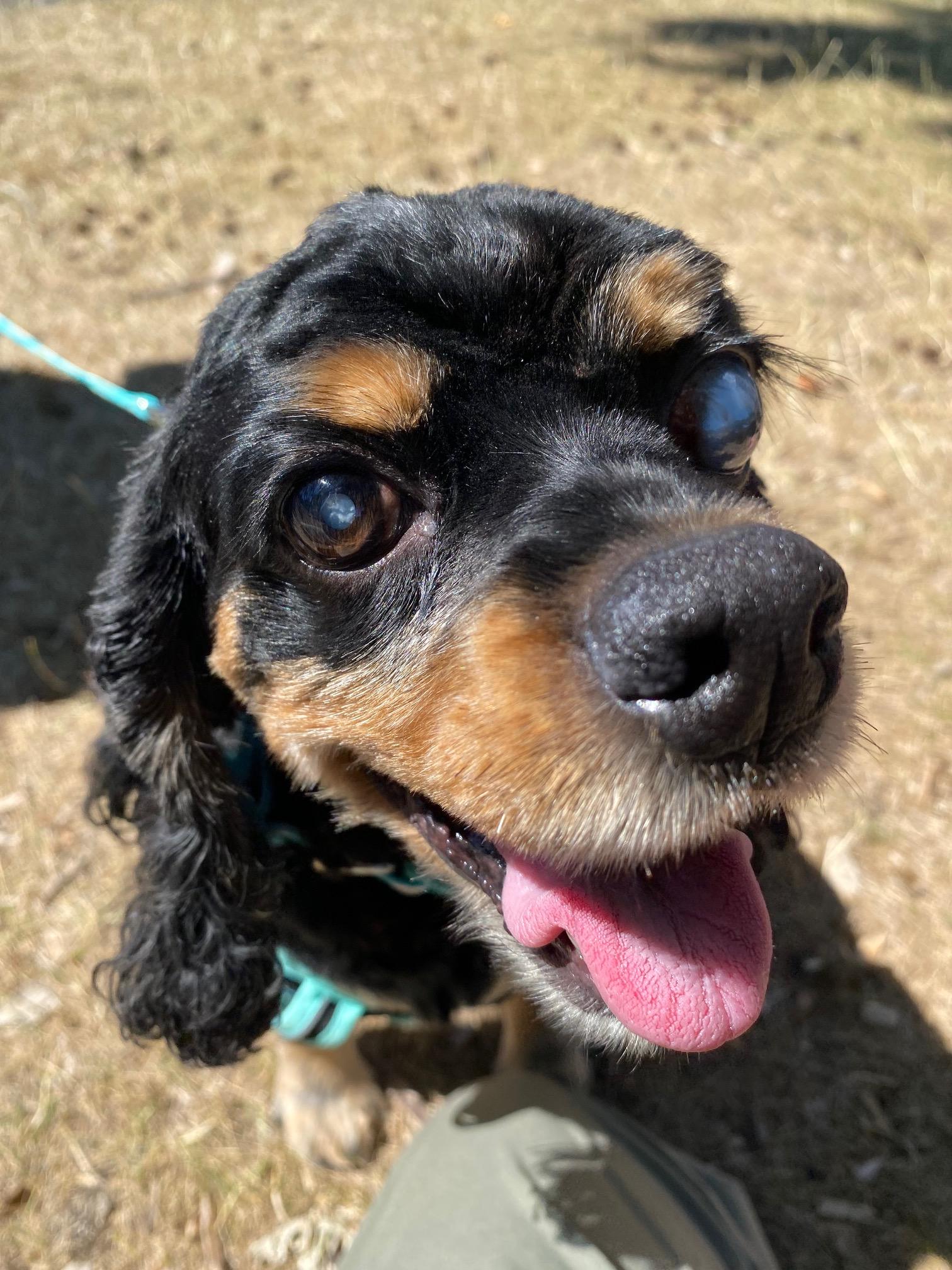 Ellie, a Adoptable mixed breed in Portland, OR image 2/6