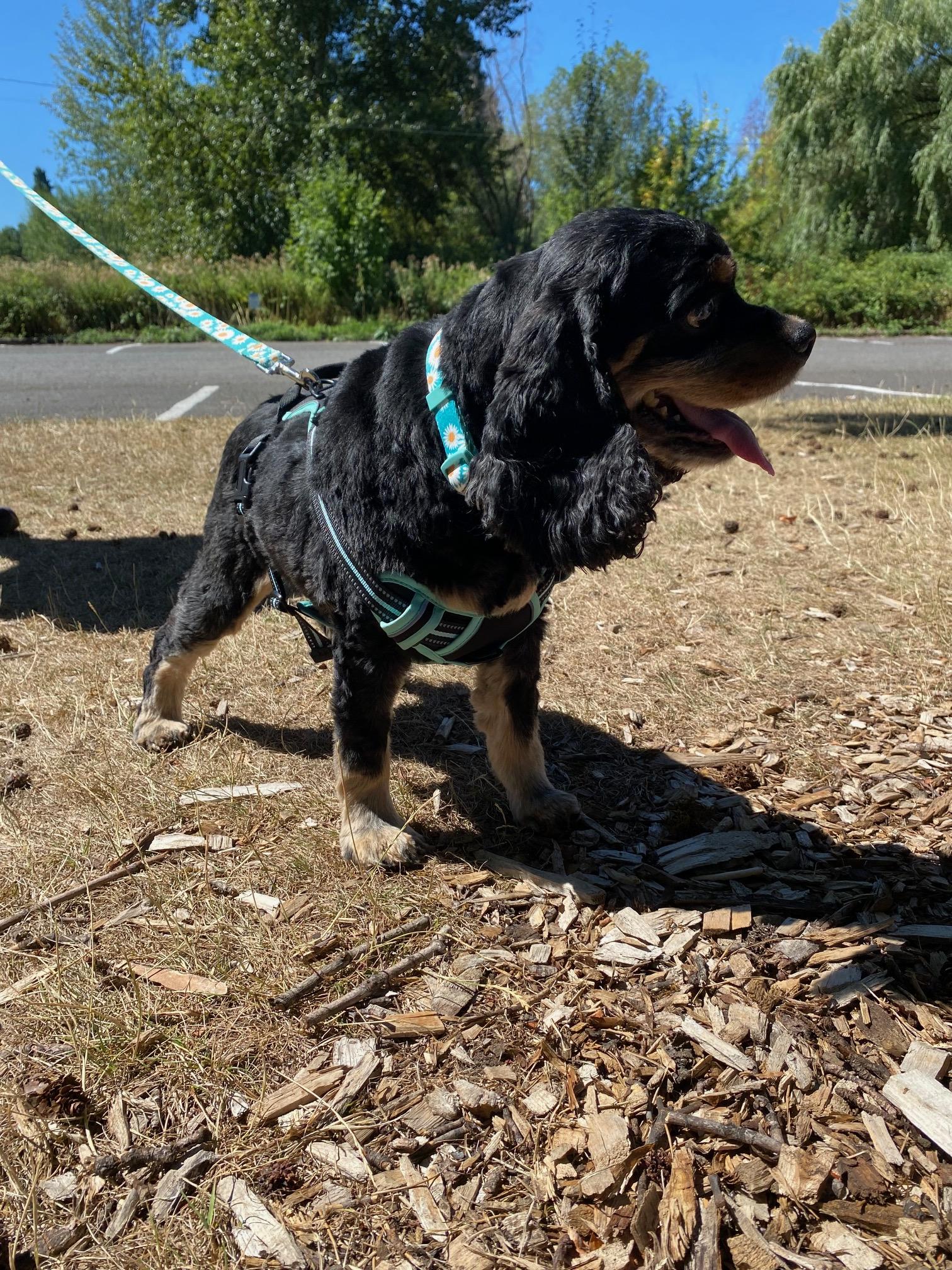 Ellie, a Adoptable mixed breed in Portland, OR image 5/6