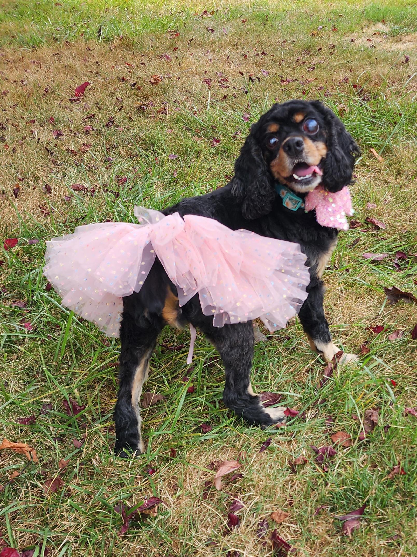 Ellie, a Adoptable mixed breed in Portland, OR image 3/6