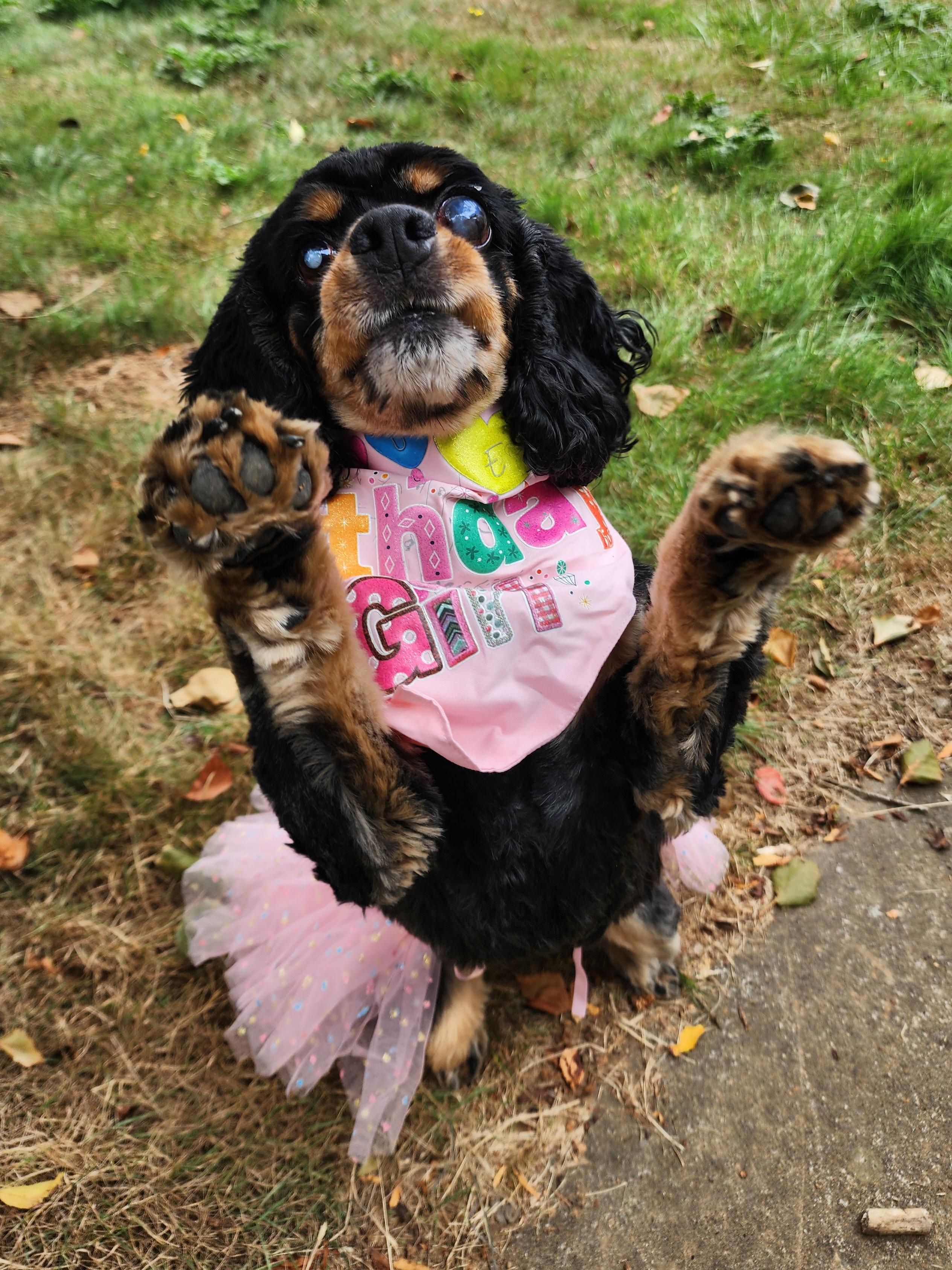 Ellie, a Adoptable mixed breed in Portland, OR image 4/6