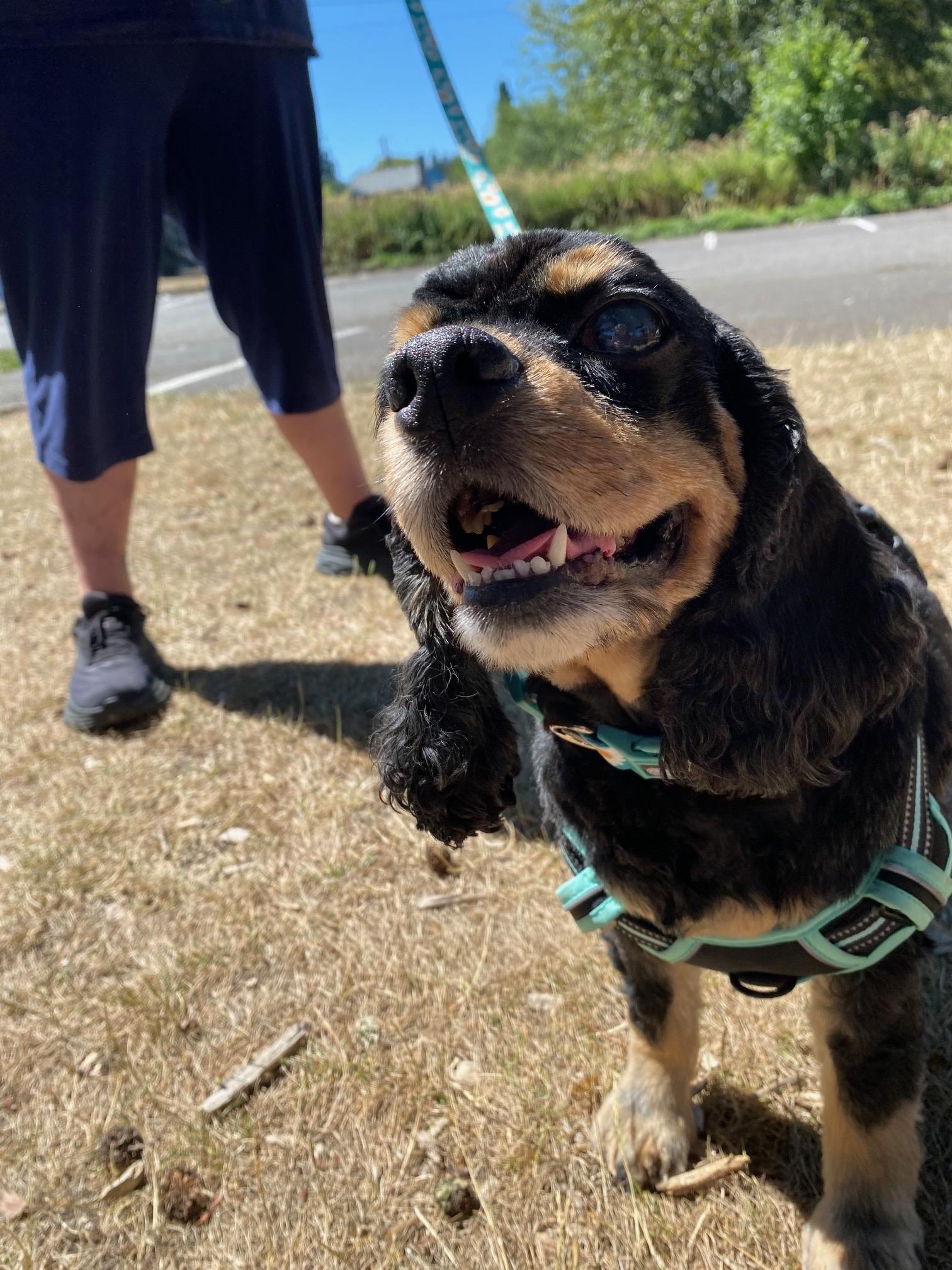 Ellie, a Adoptable mixed breed in Portland, OR image 6/6