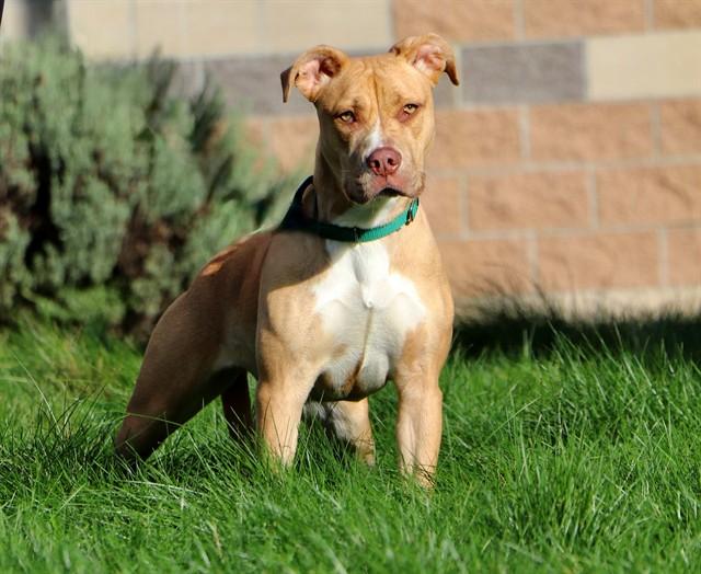 ZARA, Adoptable, Young Female Staffordshire Bull Terrier & Pit Bull Terrier.