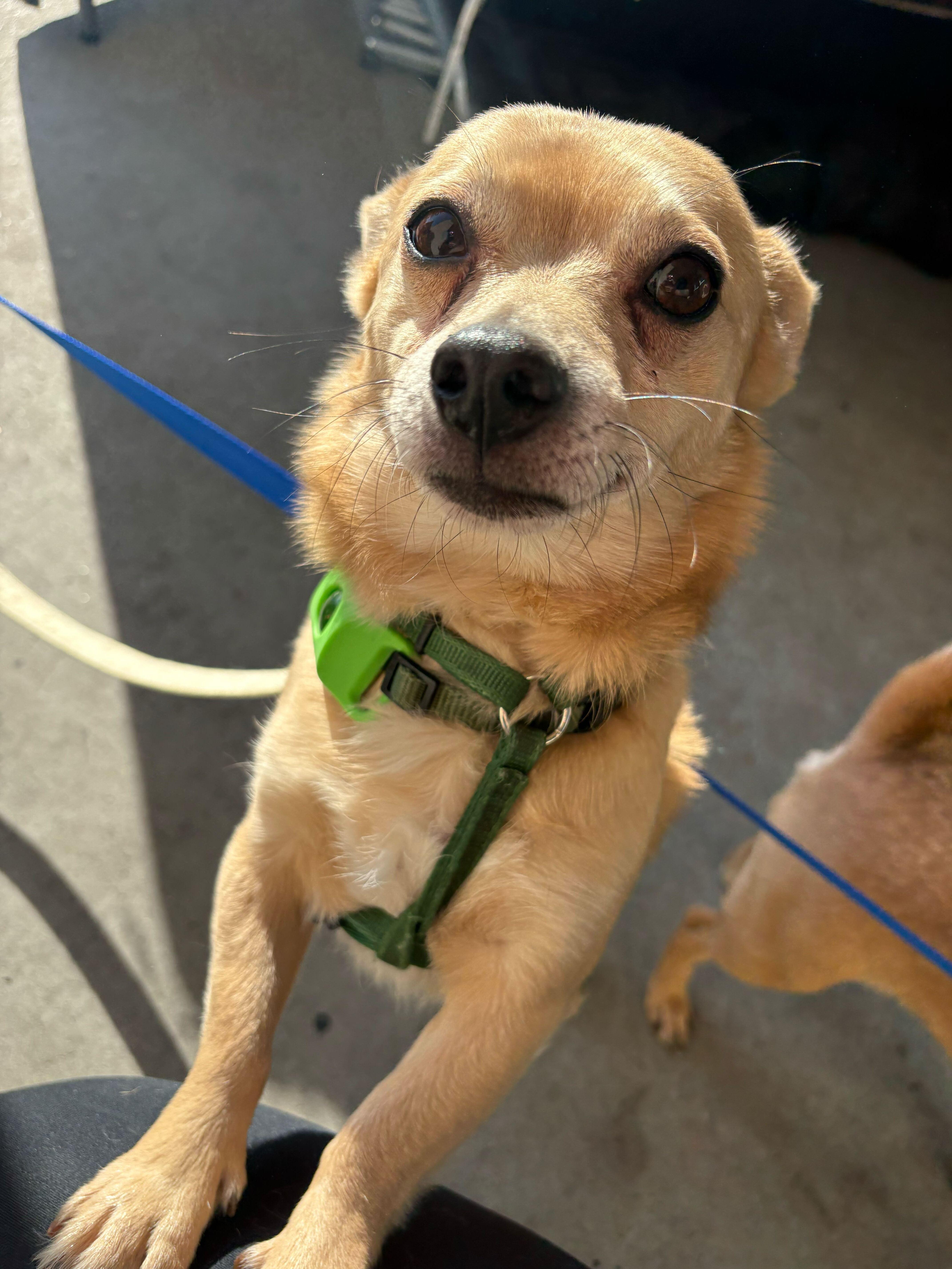 Buddy-Chi (OWNER ASSIST BONDED), Adoptable, Adult Male Chihuahua.