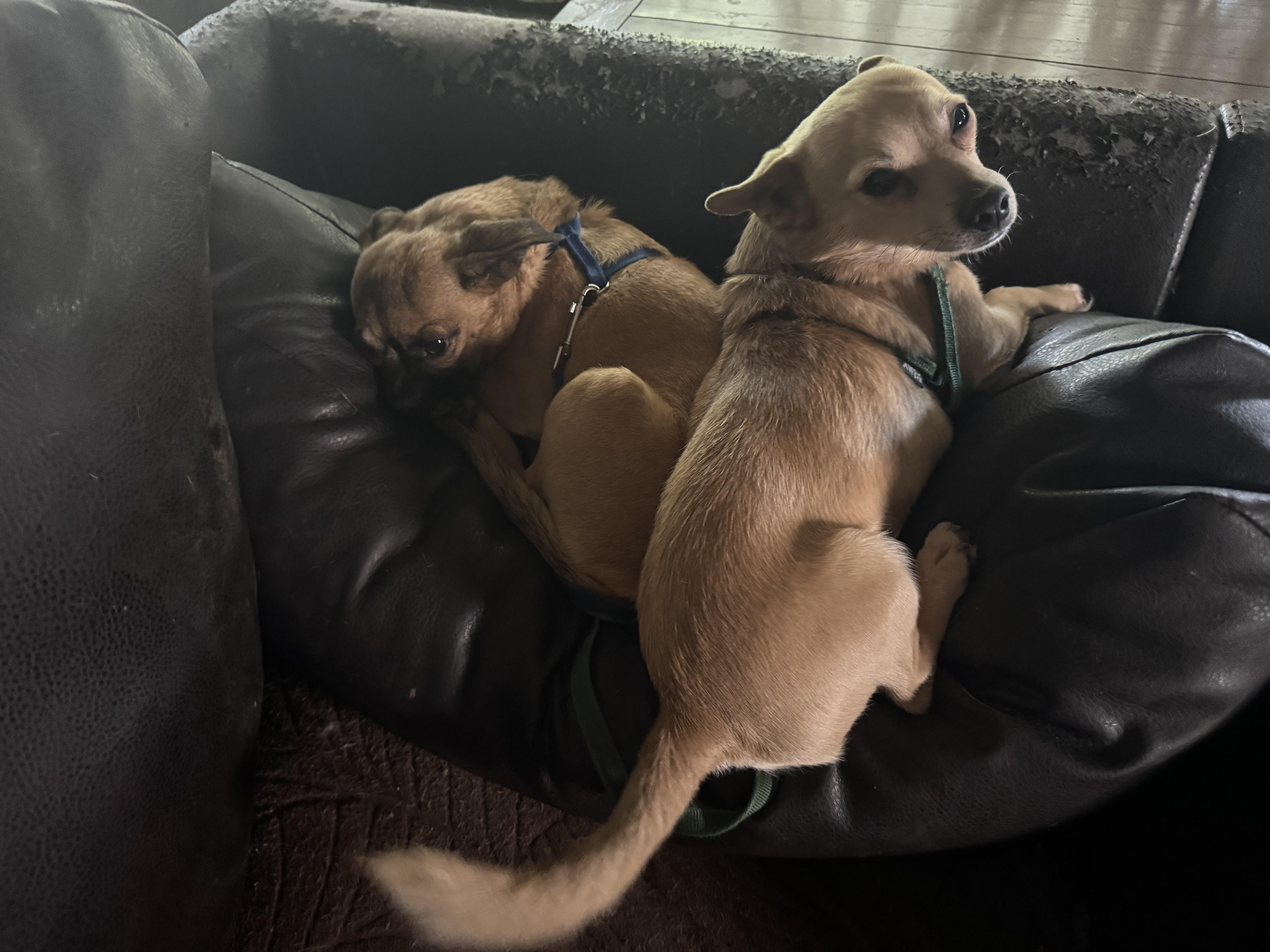 Enlarge Buddy-Chi (OWNER ASSIST BONDED), a Adoptable mixed breed in Tracy, CA image 2/5