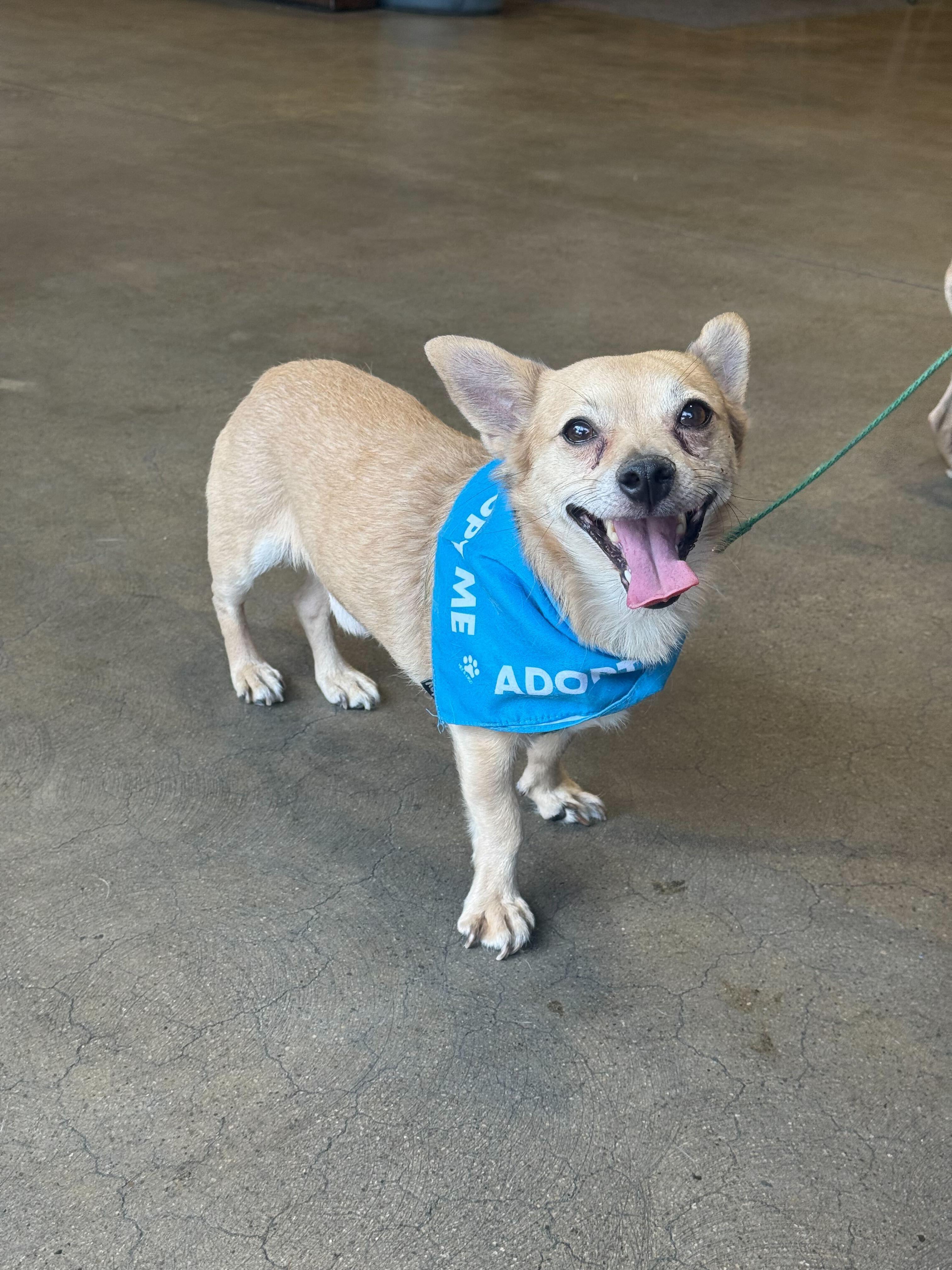 Enlarge Buddy-Chi (OWNER ASSIST BONDED), a Adoptable mixed breed in Tracy, CA image 3/5