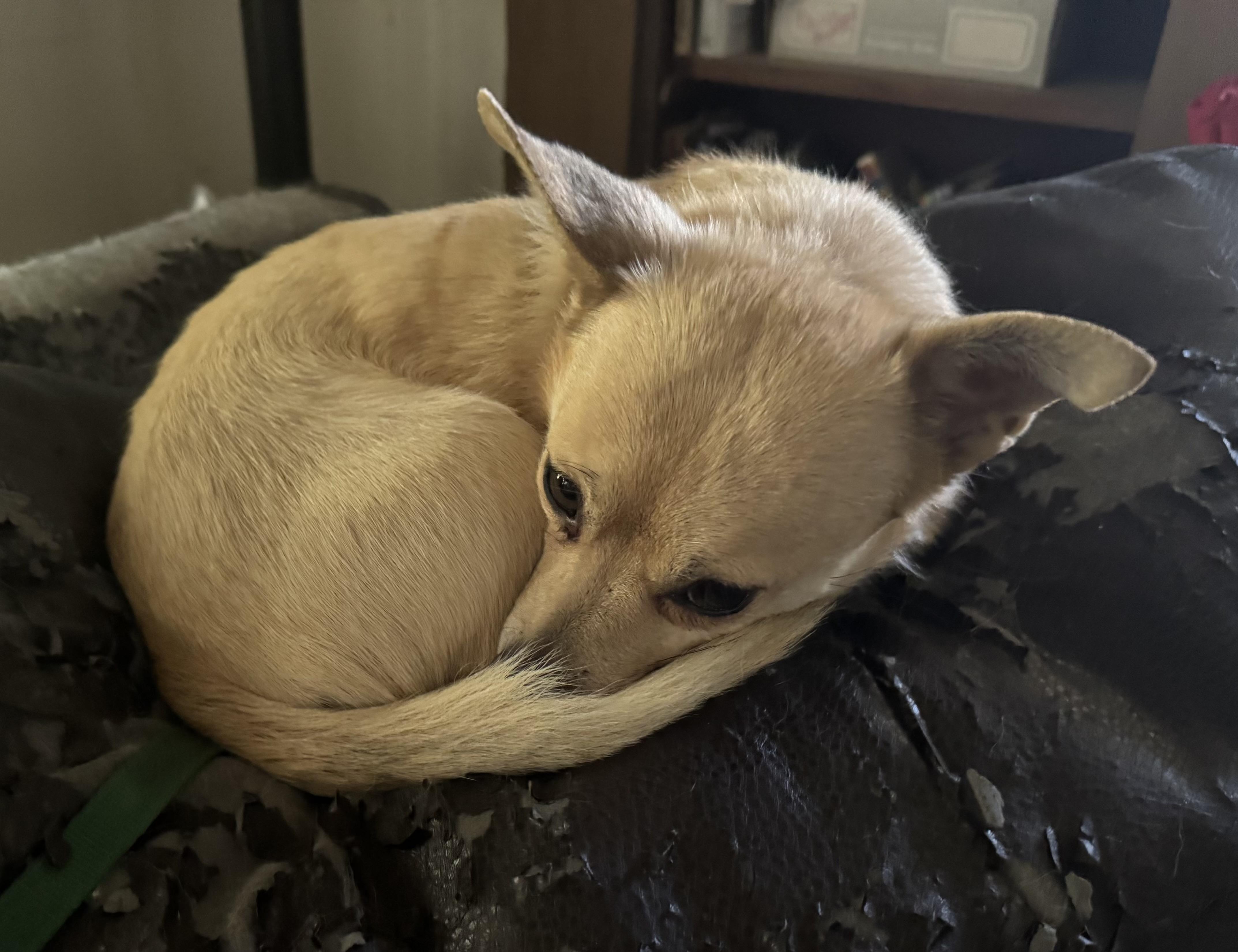 Enlarge Buddy-Chi (OWNER ASSIST BONDED), a Adoptable mixed breed in Tracy, CA image 4/5