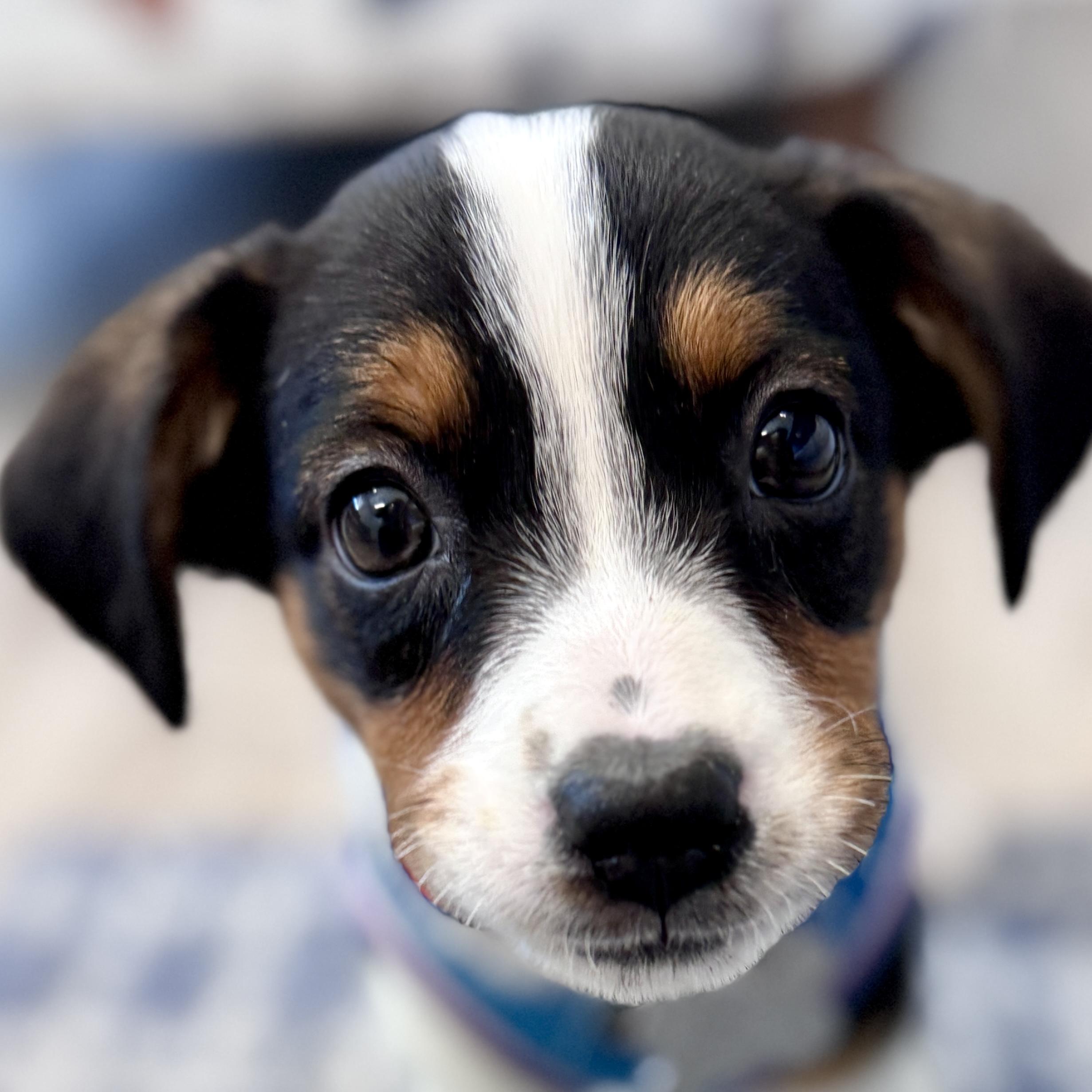Sydney, adopted, Puppy Female Australian Shepherd & Hound.