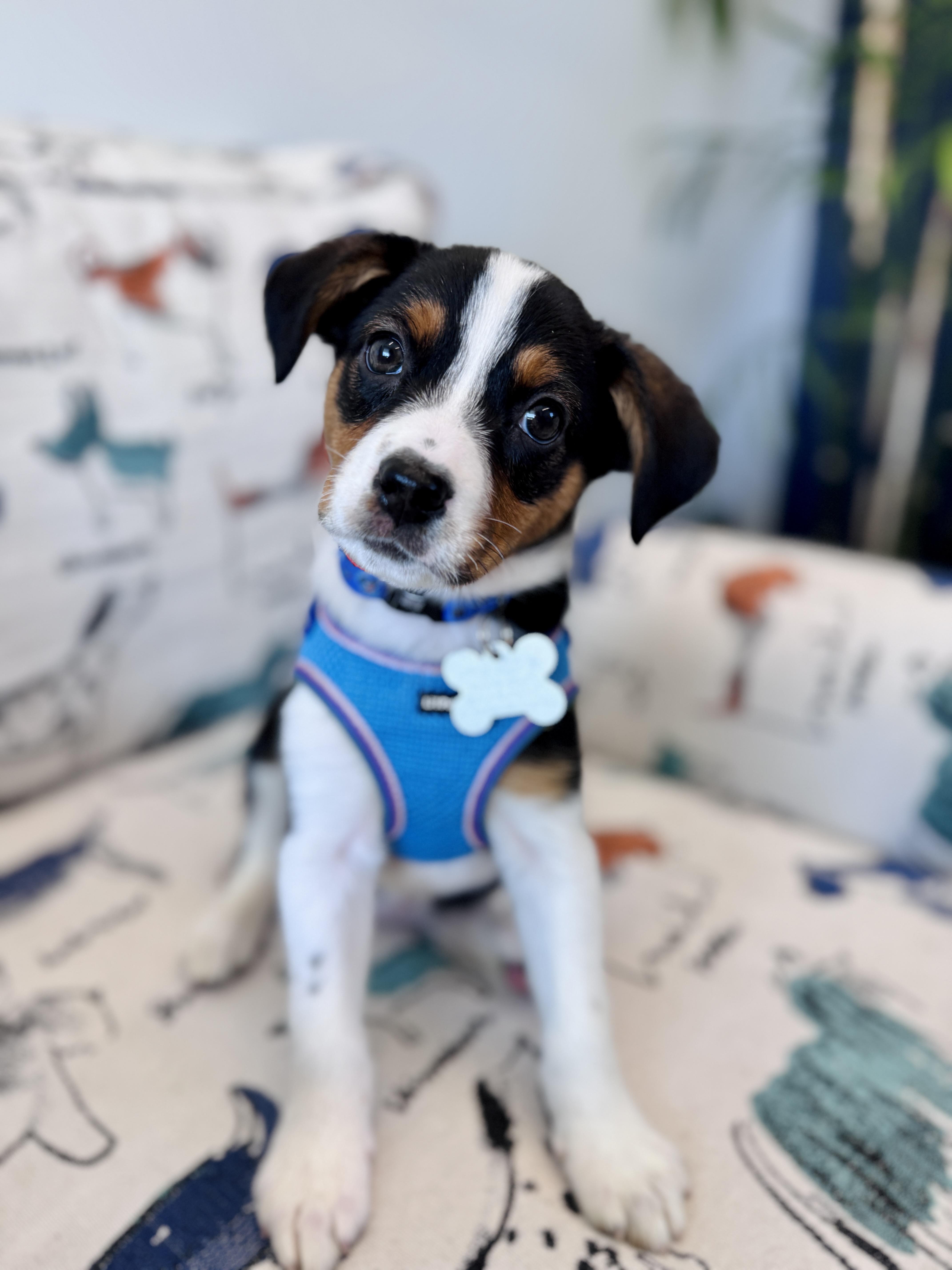 Enlarge Sydney, an adopted mixed breed in Palatine, IL image 2/6