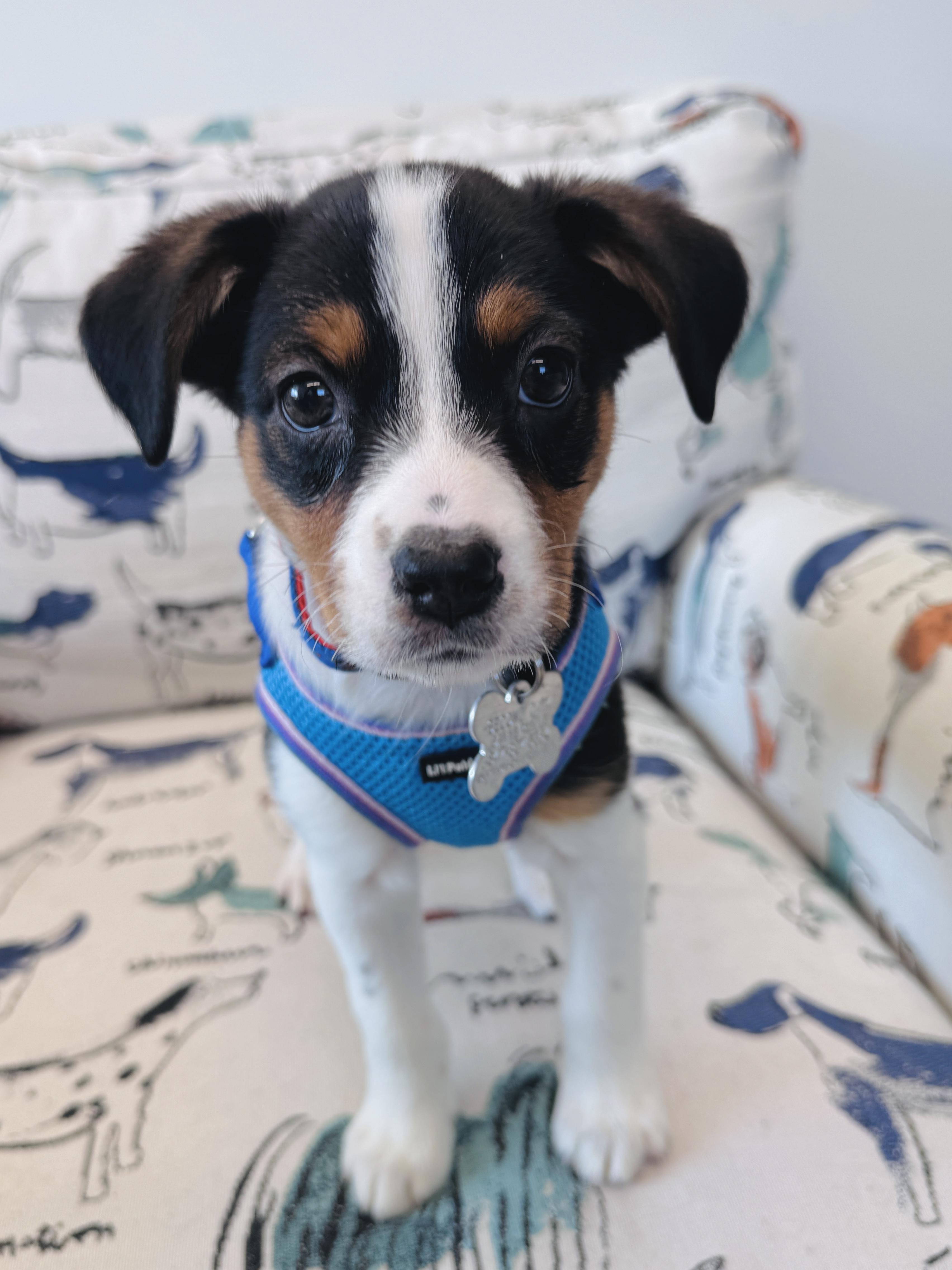 Enlarge Sydney, an adopted mixed breed in Palatine, IL image 5/6