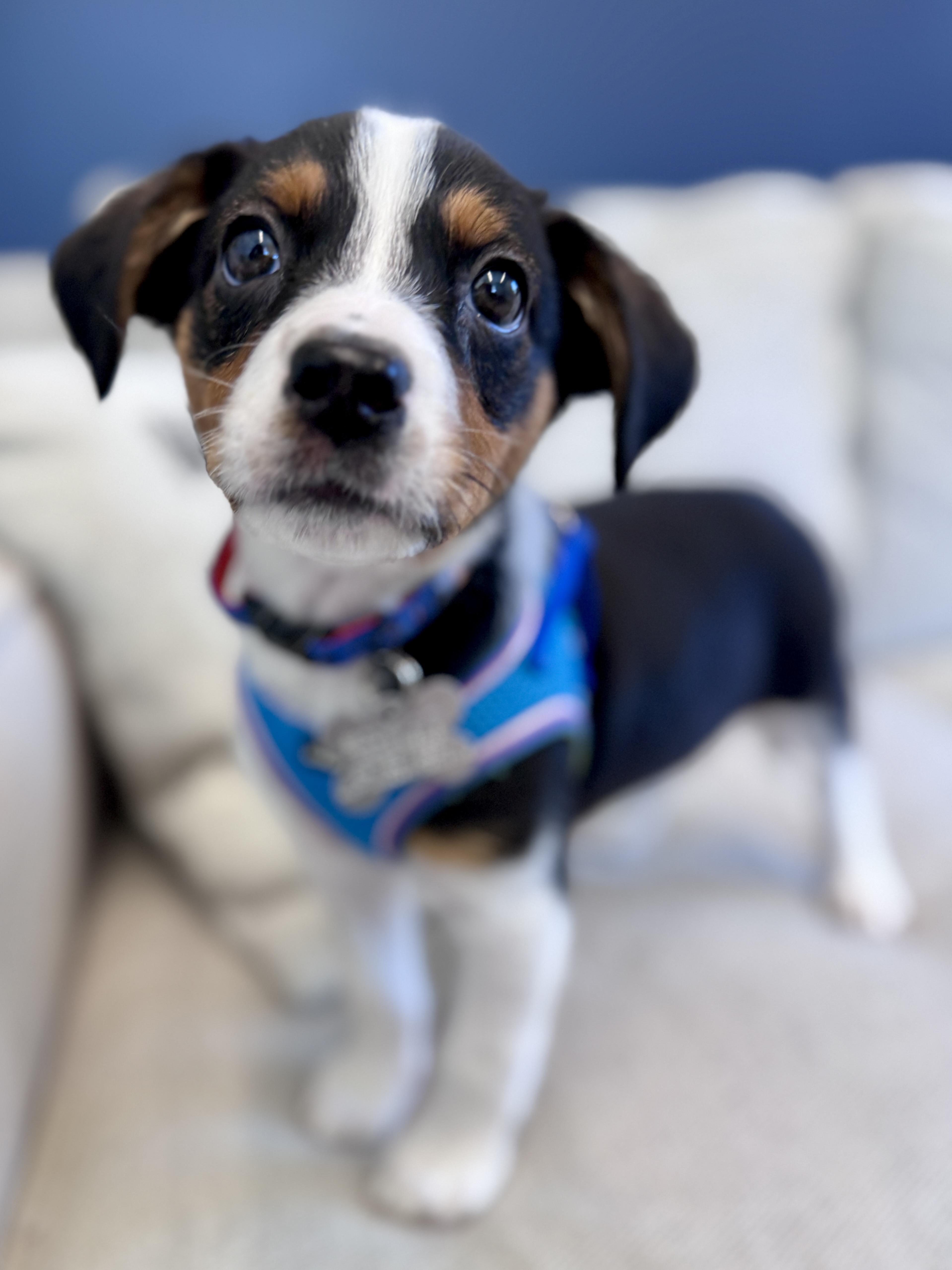 Enlarge Sydney, an adopted mixed breed in Palatine, IL image 6/6