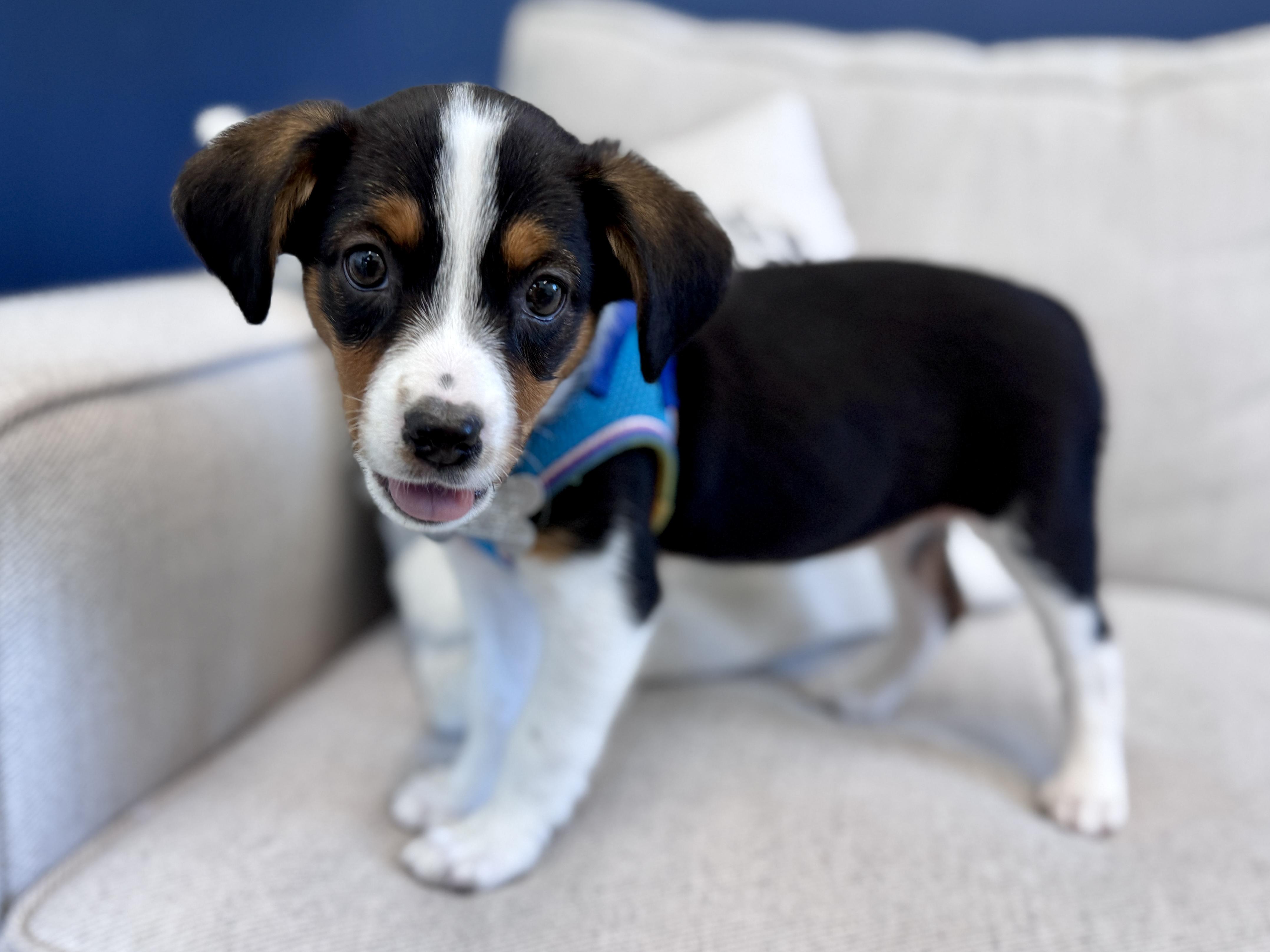 Enlarge Sydney, an adopted mixed breed in Palatine, IL image 3/6