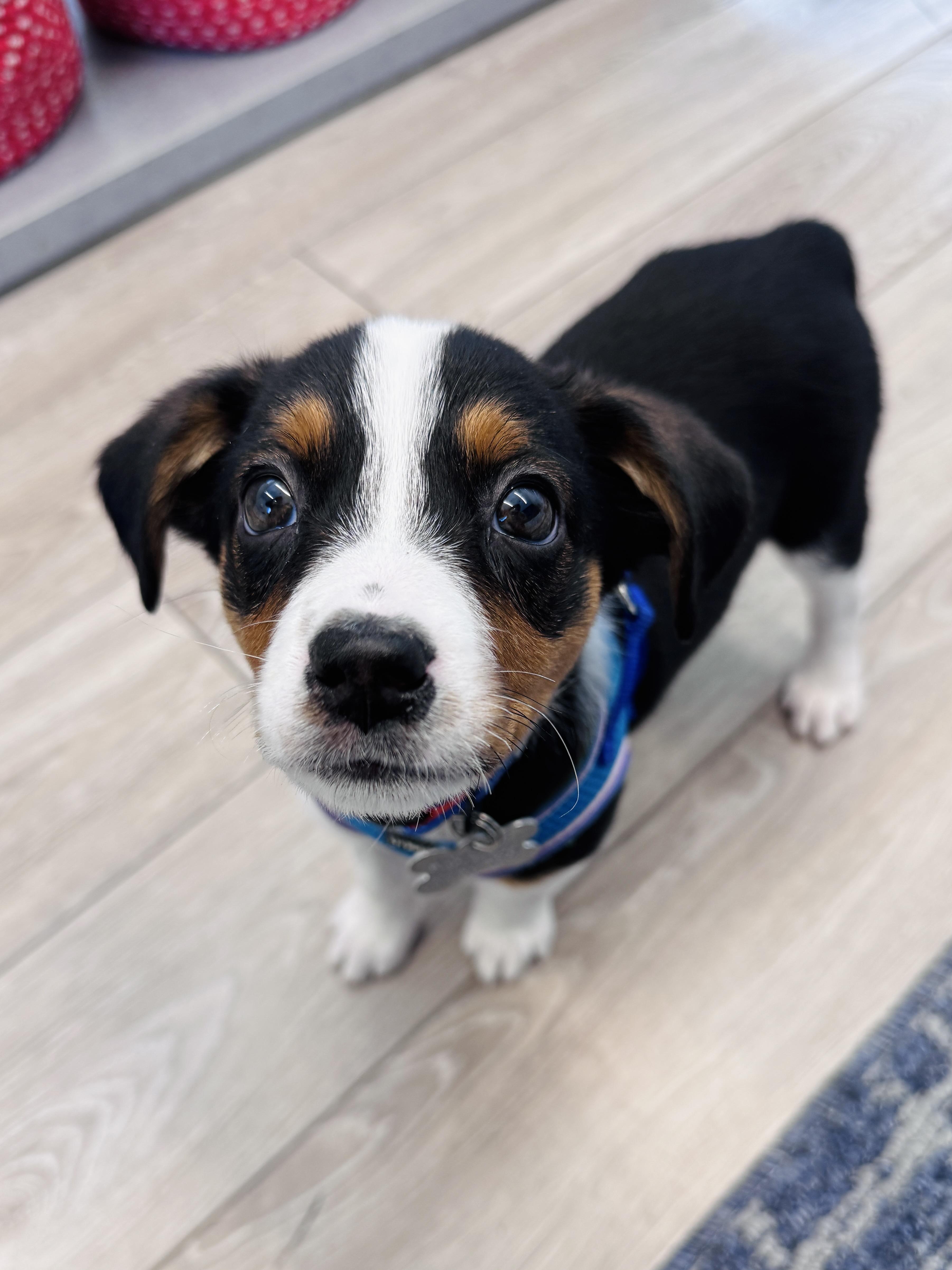 Enlarge Sydney, an adopted mixed breed in Palatine, IL image 4/6