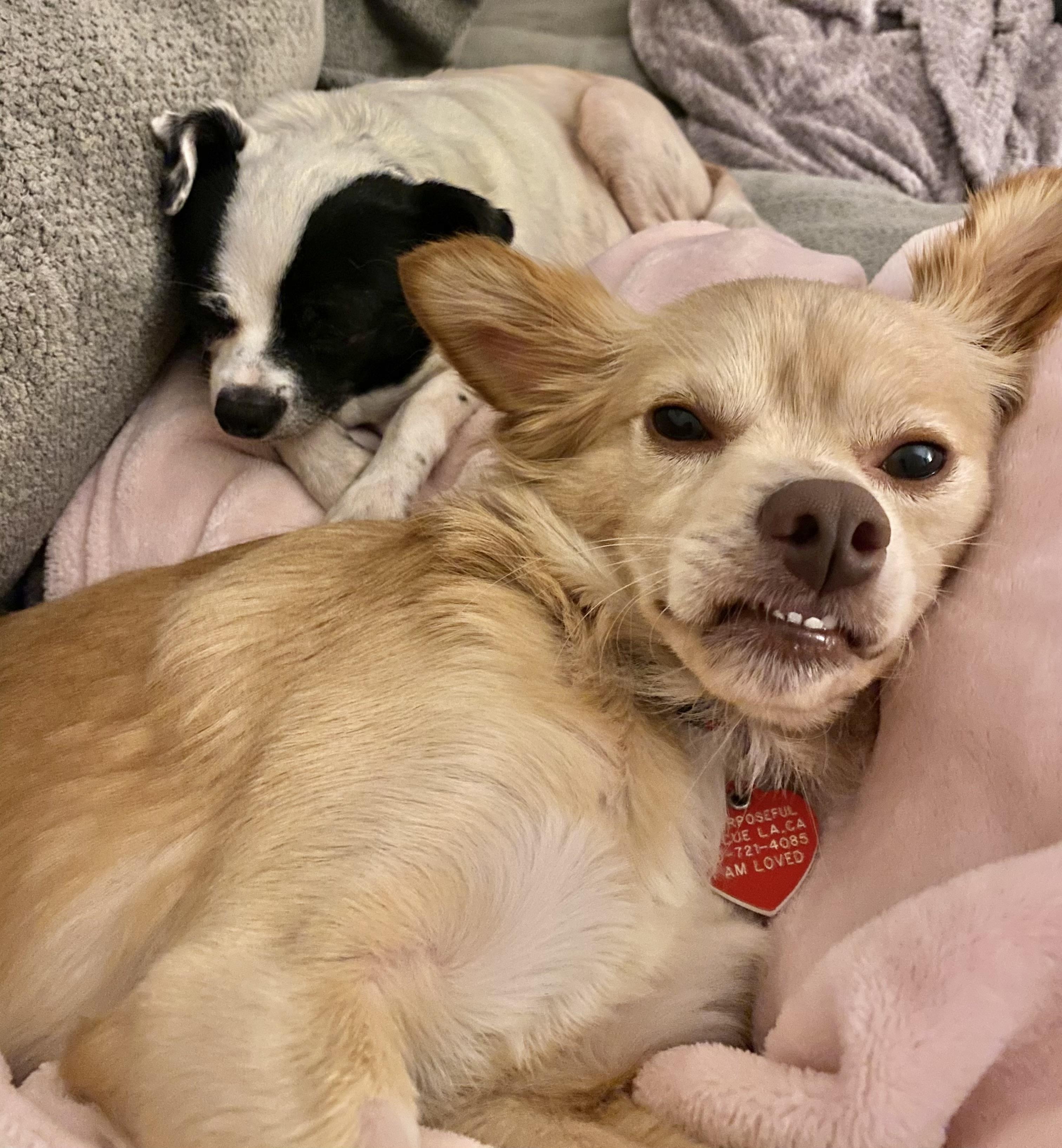 Pimiento, an adoptable Papillon, Chihuahua in Los Angeles, CA, 90035 | Photo Image 6