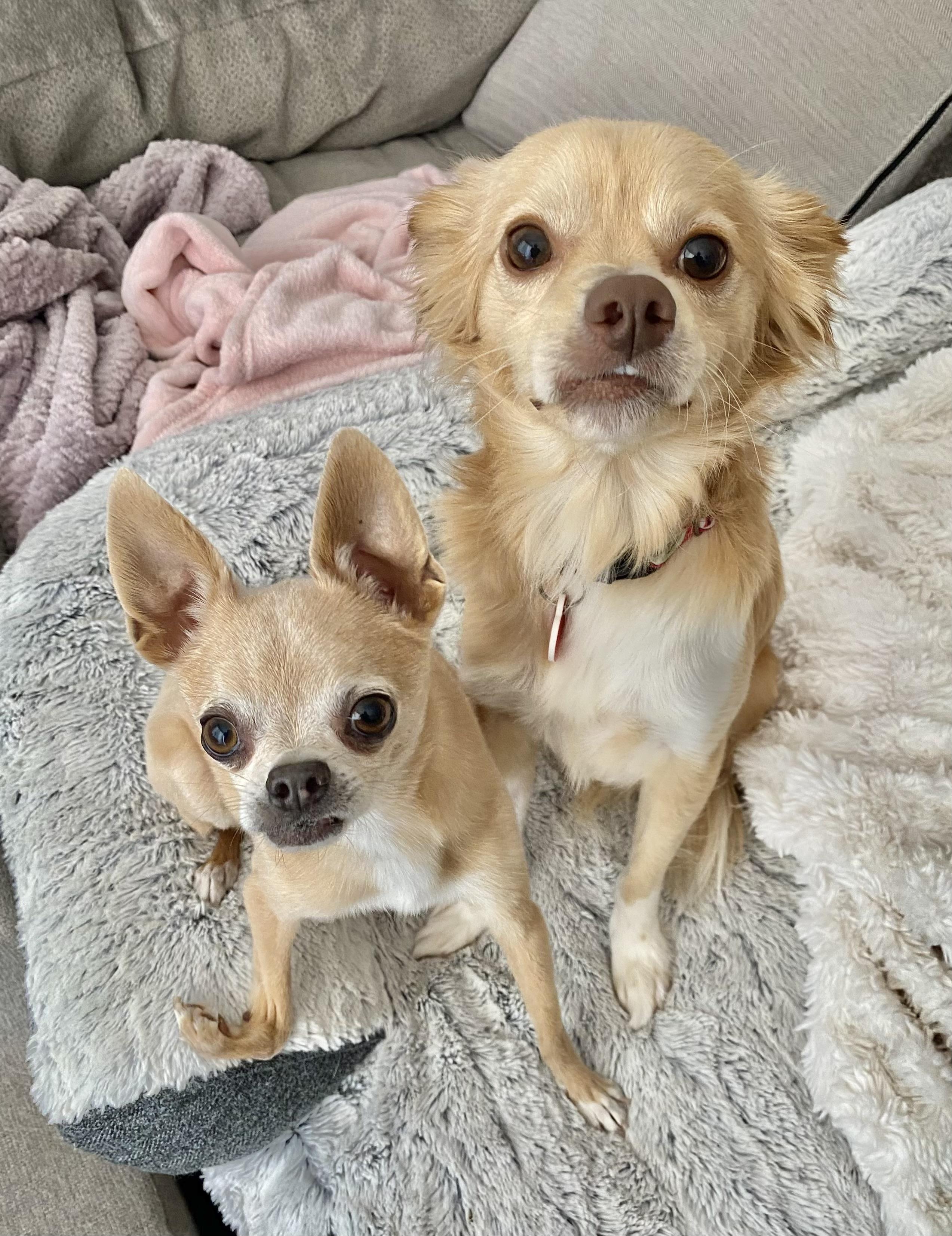 Pimiento, an adoptable Papillon, Chihuahua in Los Angeles, CA, 90035 | Photo Image 1