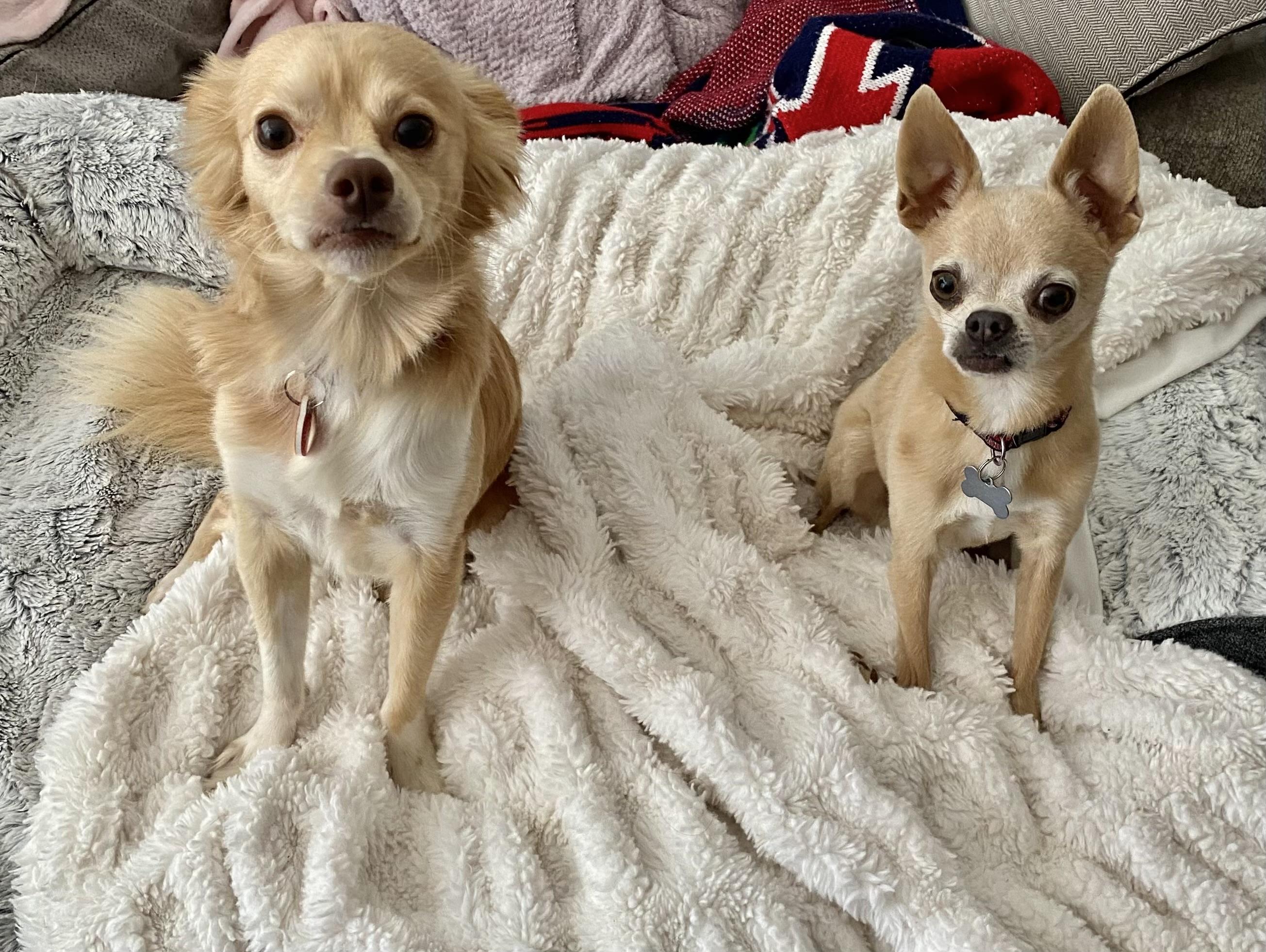 Pimiento, an adoptable Papillon, Chihuahua in Los Angeles, CA, 90035 | Photo Image 3
