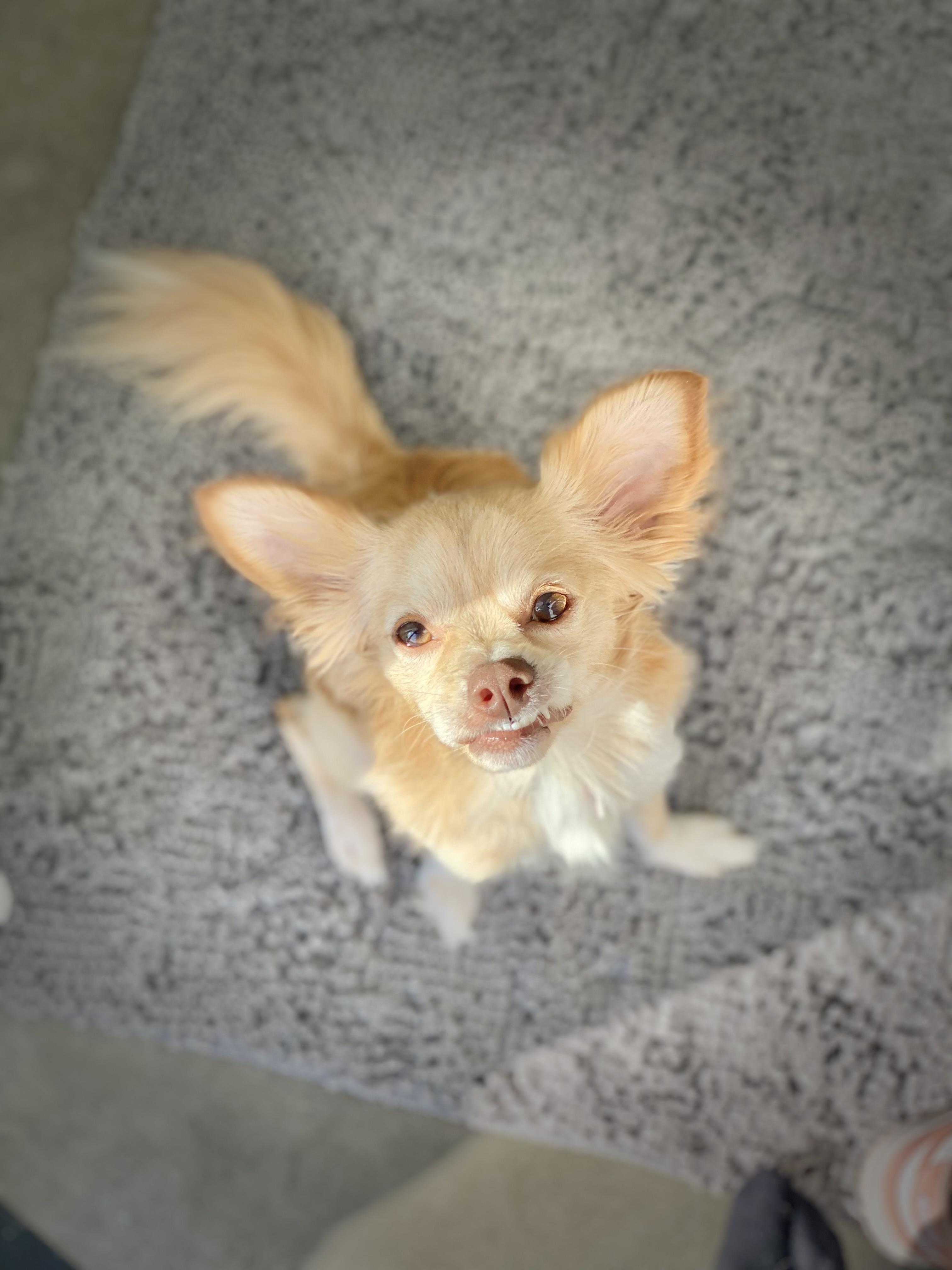 Pimiento, an adoptable Papillon, Cavalier King Charles Spaniel in Los Angeles, CA, 90035 | Photo Image 2