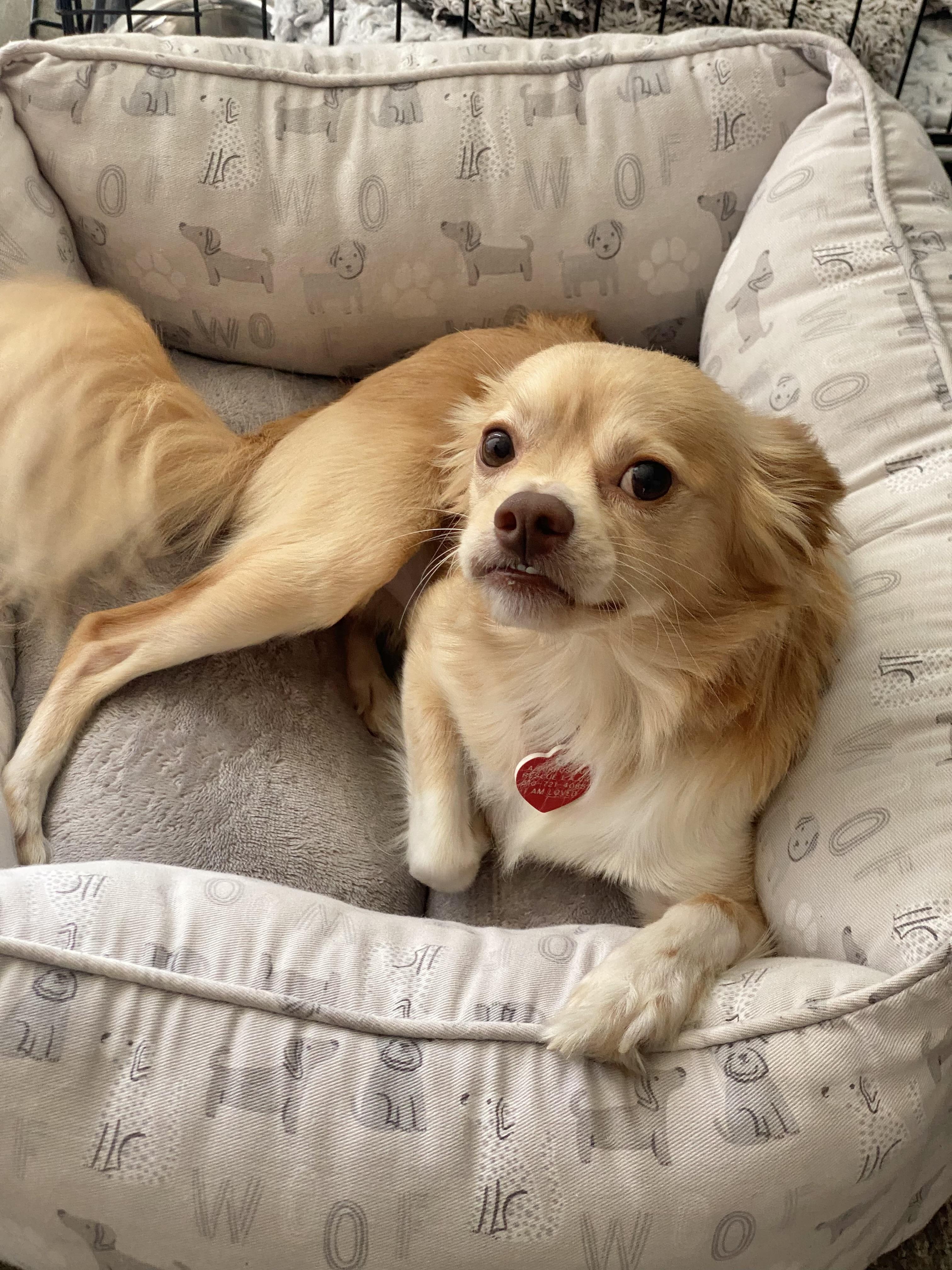 Pimiento, an adoptable Papillon, Chihuahua in Los Angeles, CA, 90035 | Photo Image 2