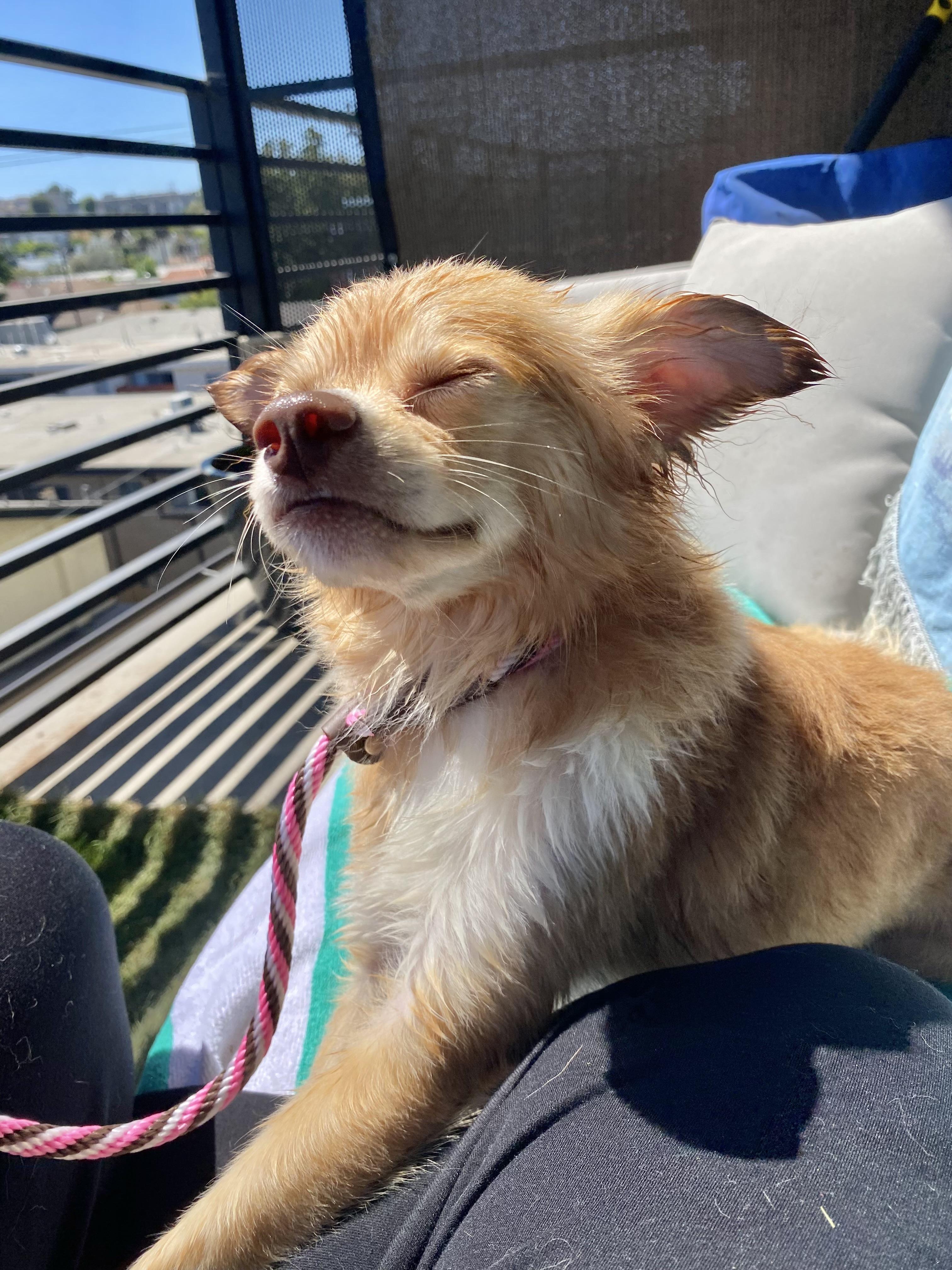 Pimiento, an adoptable Papillon, Chihuahua in Los Angeles, CA, 90035 | Photo Image 4