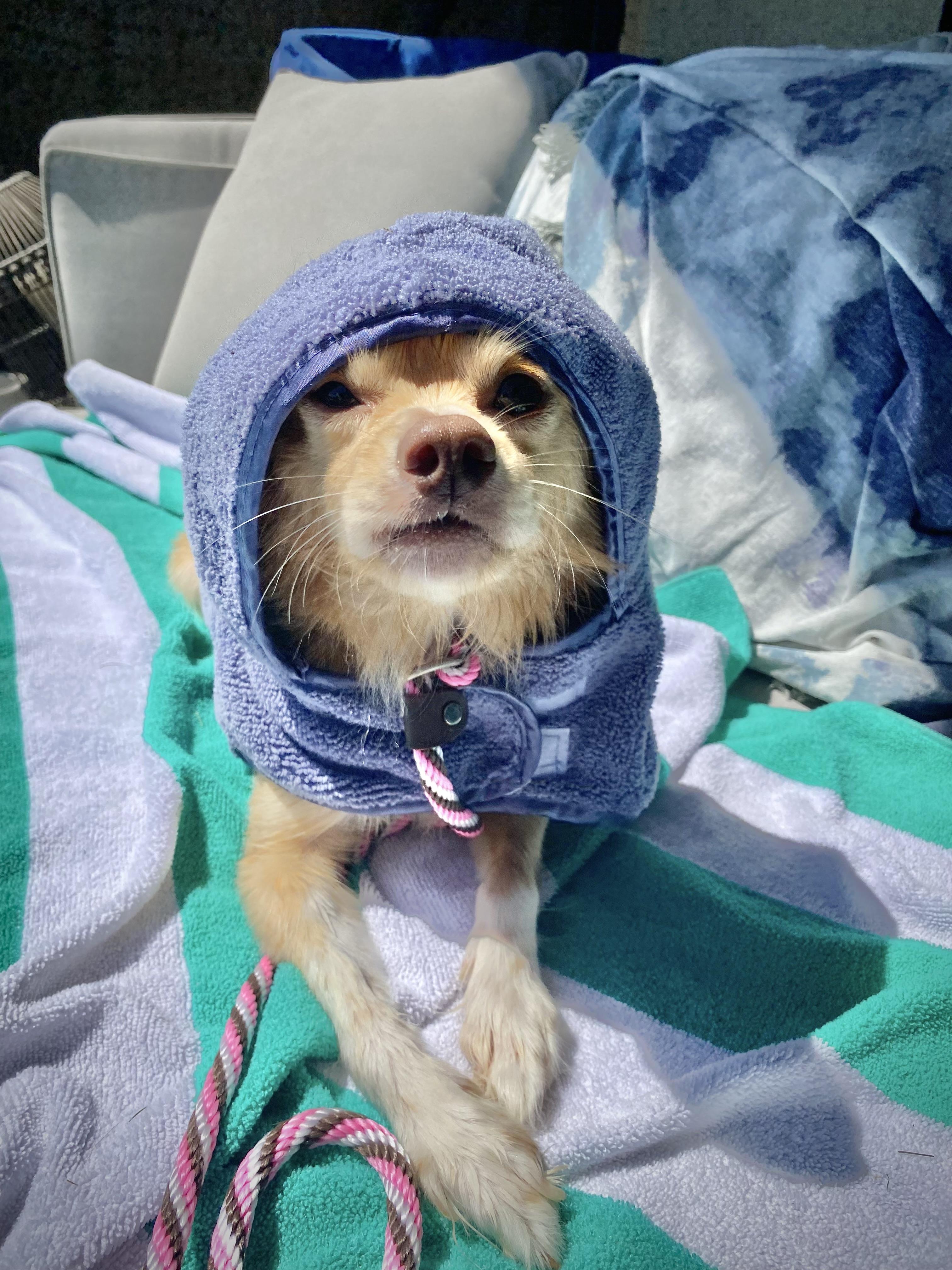 Pimiento, an adoptable Papillon, Chihuahua in Los Angeles, CA, 90035 | Photo Image 5