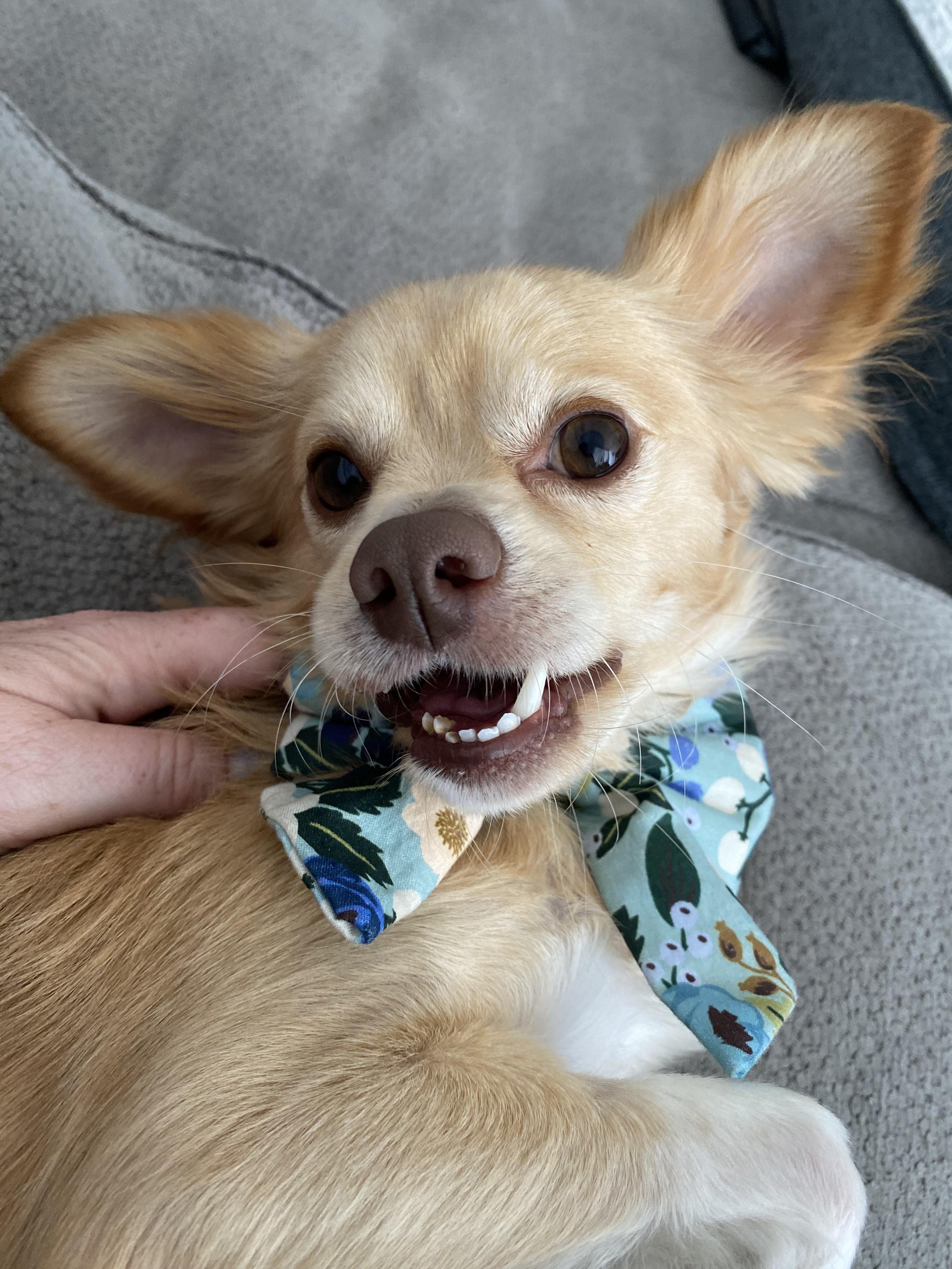 Pimiento, an adoptable Papillon, Cavalier King Charles Spaniel in Los Angeles, CA, 90035 | Photo Image 1