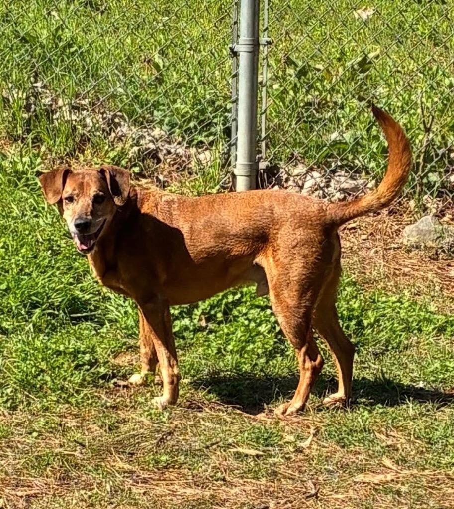 Papa Red, Adoptable, Senior Male Hound.