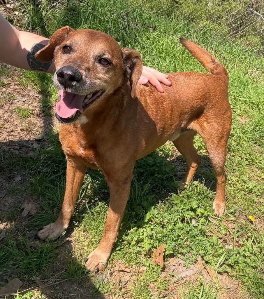 Enlarge Papa Red, a Adoptable mixed breed in Little Rock, AR image 2/6