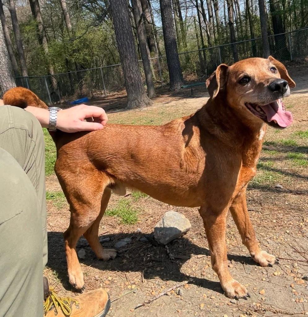 Enlarge Papa Red, a Adoptable mixed breed in Little Rock, AR image 3/6