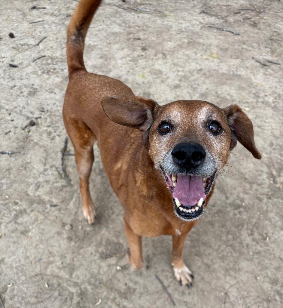 Enlarge Papa Red, a Adoptable mixed breed in Little Rock, AR image 4/6