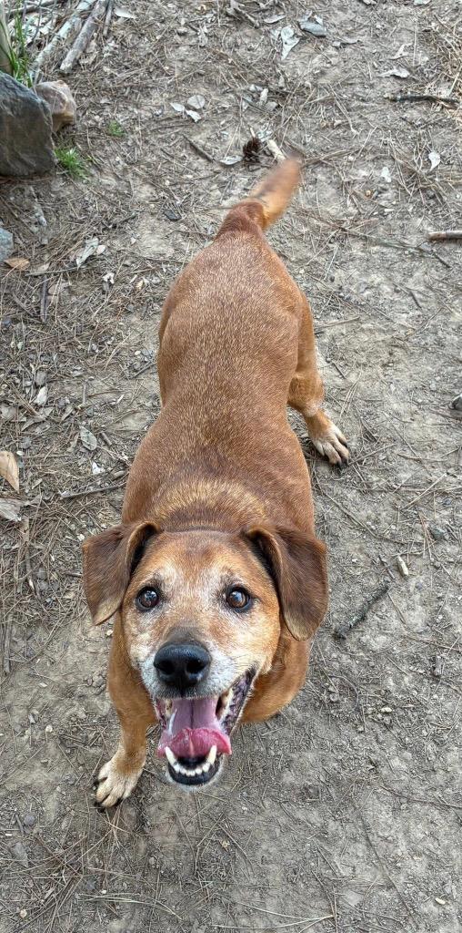 Enlarge Papa Red, a Adoptable mixed breed in Little Rock, AR image 5/6