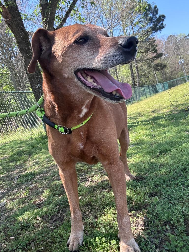 Enlarge Papa Red, a Adoptable mixed breed in Little Rock, AR image 6/6