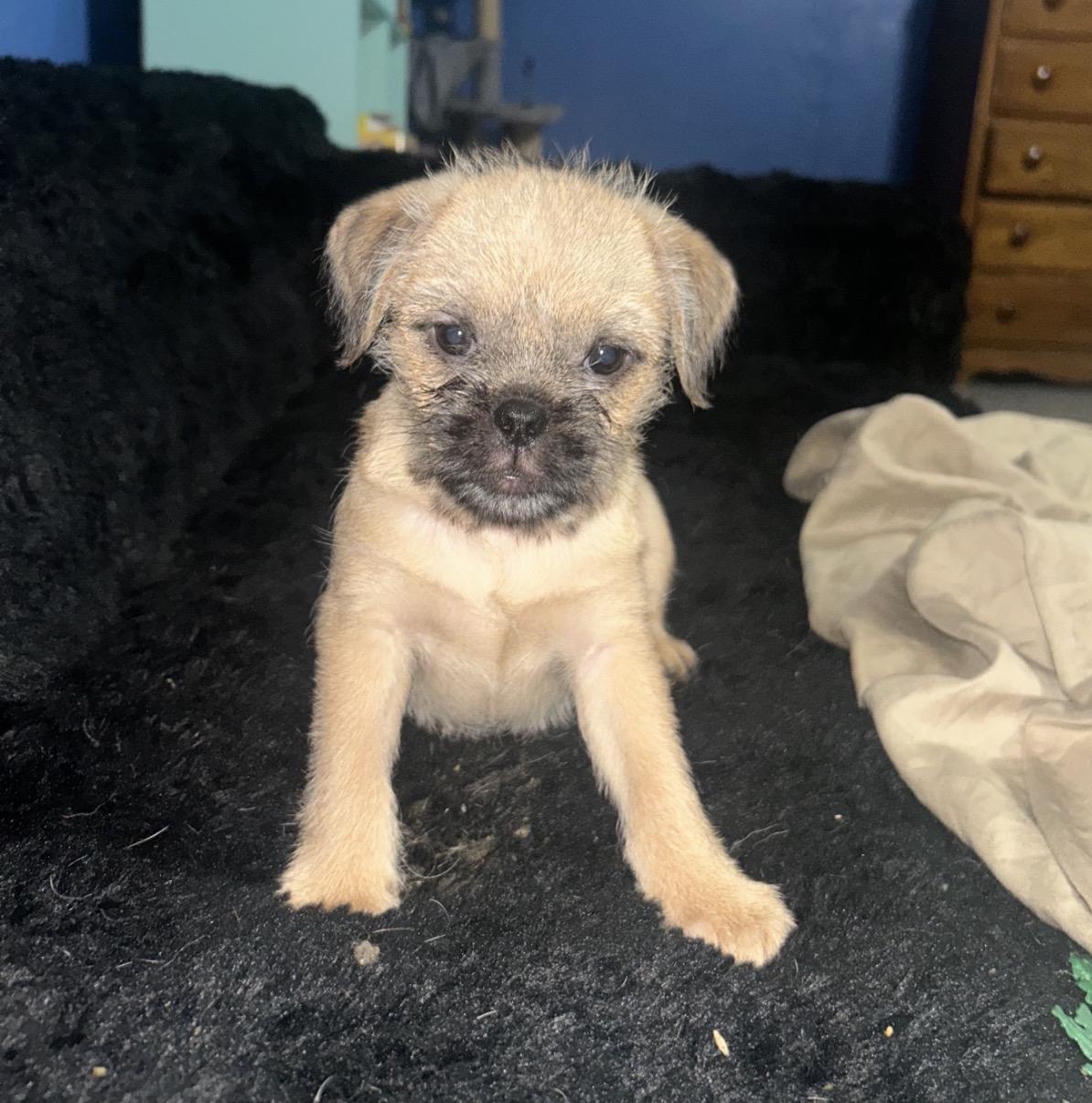 Tackle, Adoptable, Puppy Male Yorkshire Terrier & Pug.
