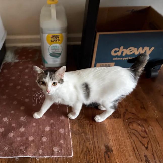 Prose, Adoptable, Adult Female Domestic Short Hair.