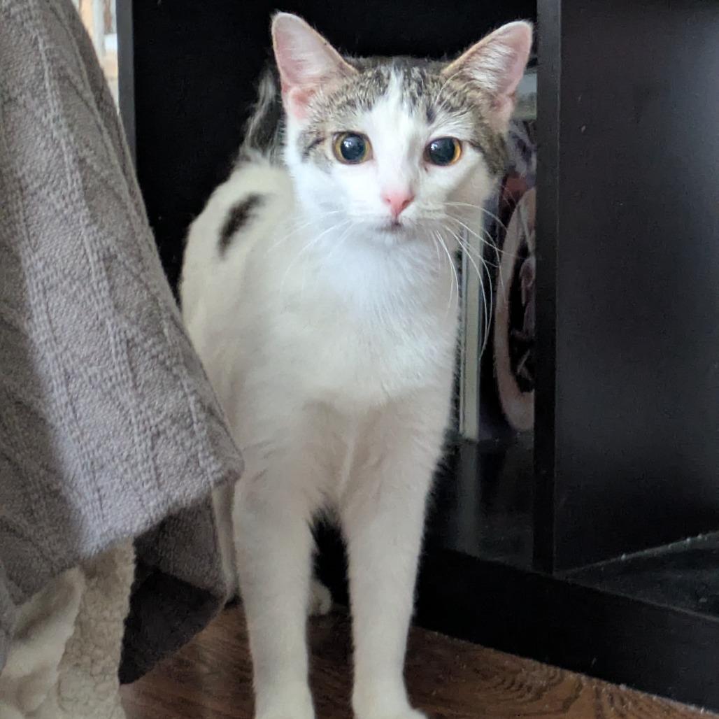 Enlarge Prose, a Adoptable Domestic Short Hair in Evanston, IL image 2/6