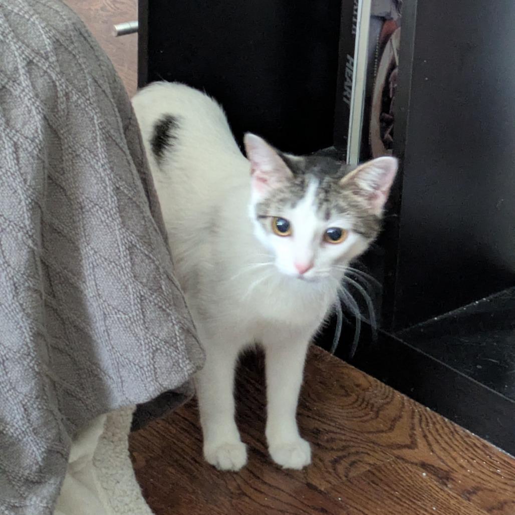 Enlarge Prose, a Adoptable Domestic Short Hair in Evanston, IL image 3/6