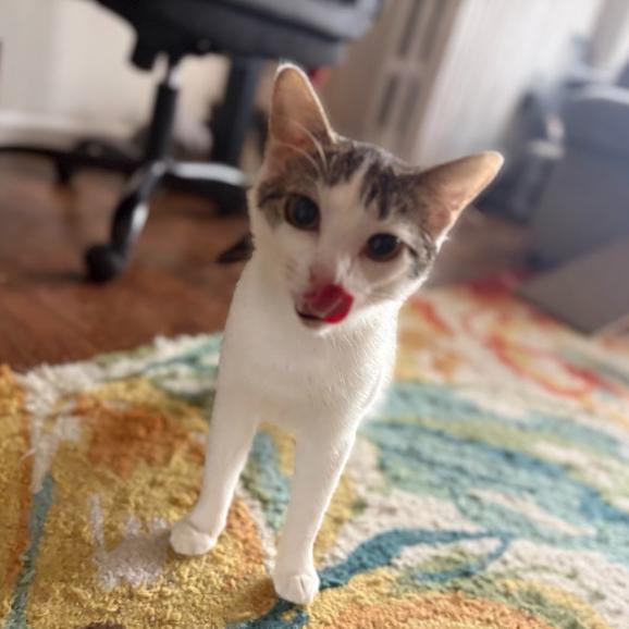 Enlarge Prose, a Adoptable Domestic Short Hair in Evanston, IL image 4/6