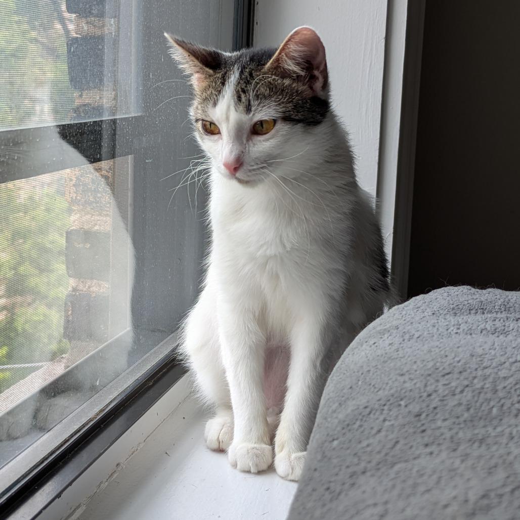 Enlarge Prose, a Adoptable Domestic Short Hair in Evanston, IL image 5/6