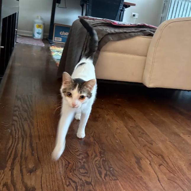 Enlarge Prose, a Adoptable Domestic Short Hair in Evanston, IL image 6/6
