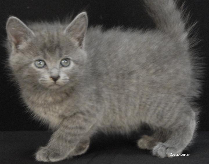 Enlarge Petal, a Adoptable Domestic Short Hair in Newland, NC image 2/2