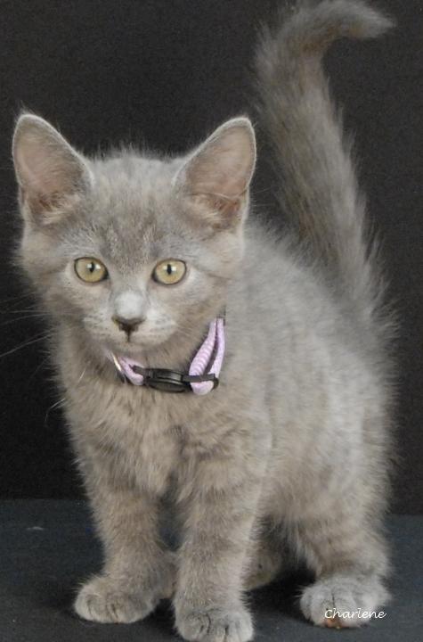 Enlarge Petal, a Adoptable Domestic Short Hair in Newland, NC image 1/2