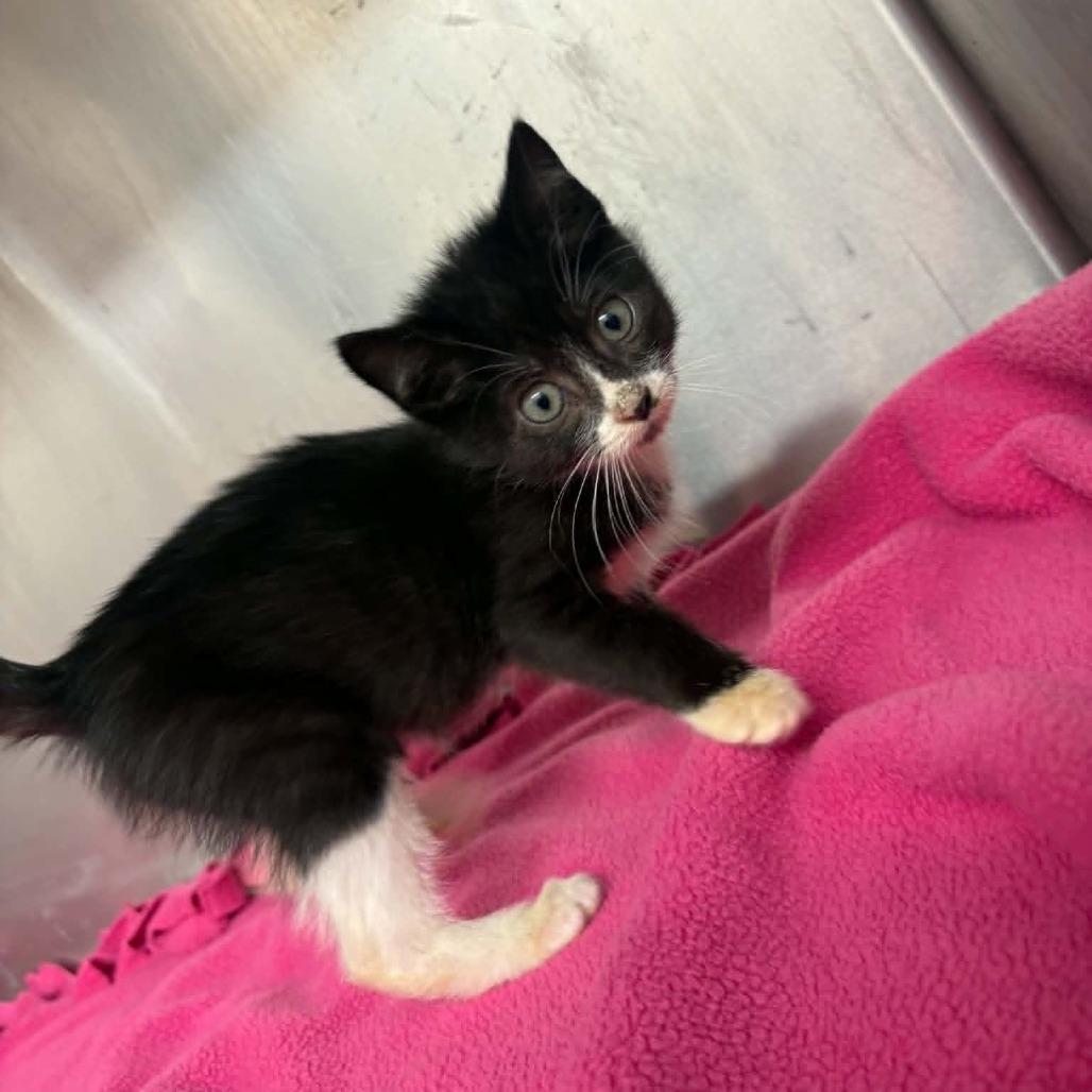Bubbles C26-044, Adoptable, Kitten Female Domestic Short Hair.